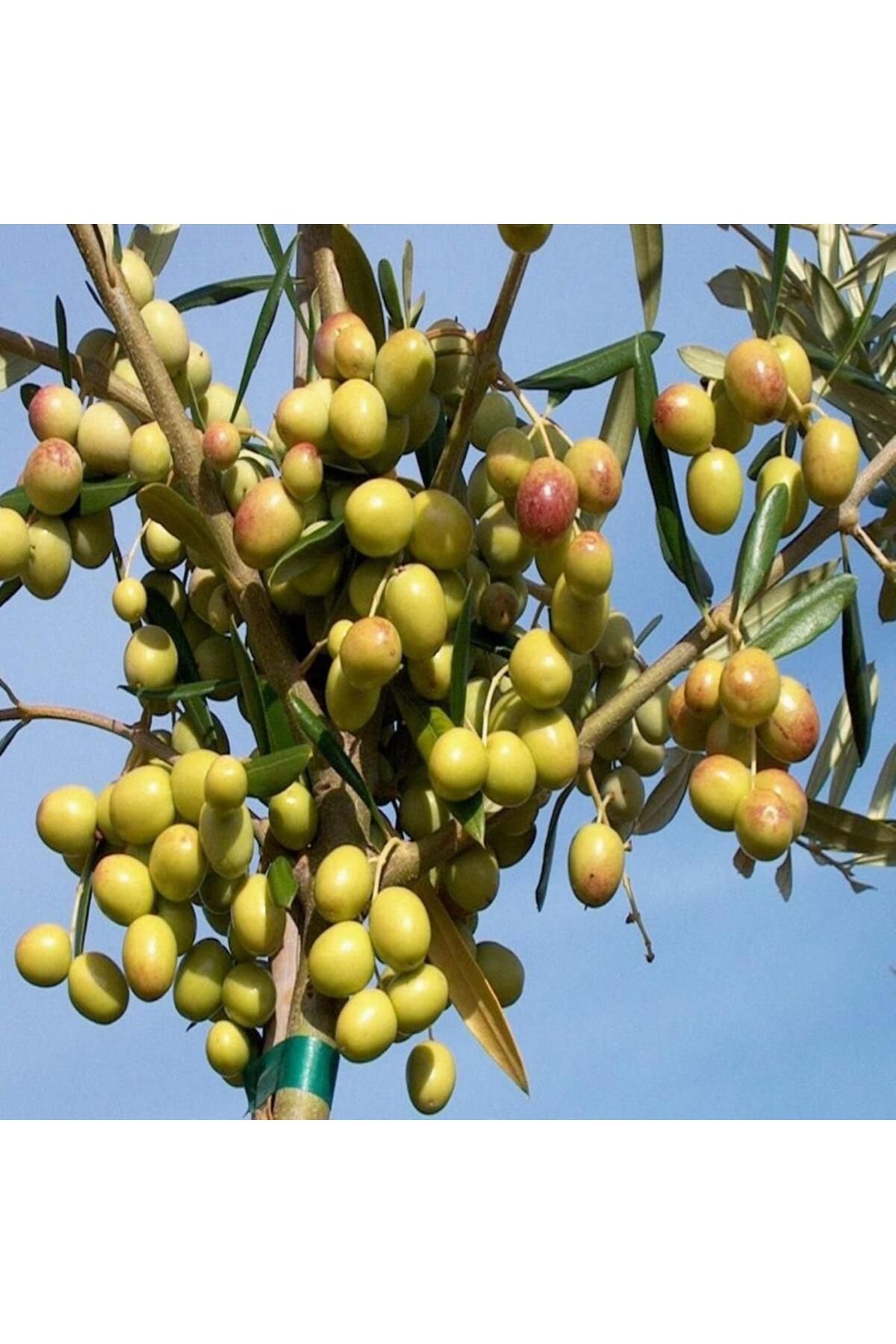 ASES 3 yaş bol Meyveli Tüplü Arbequina Bodur İspanyol Zeytin Fidanı 150-180 cm