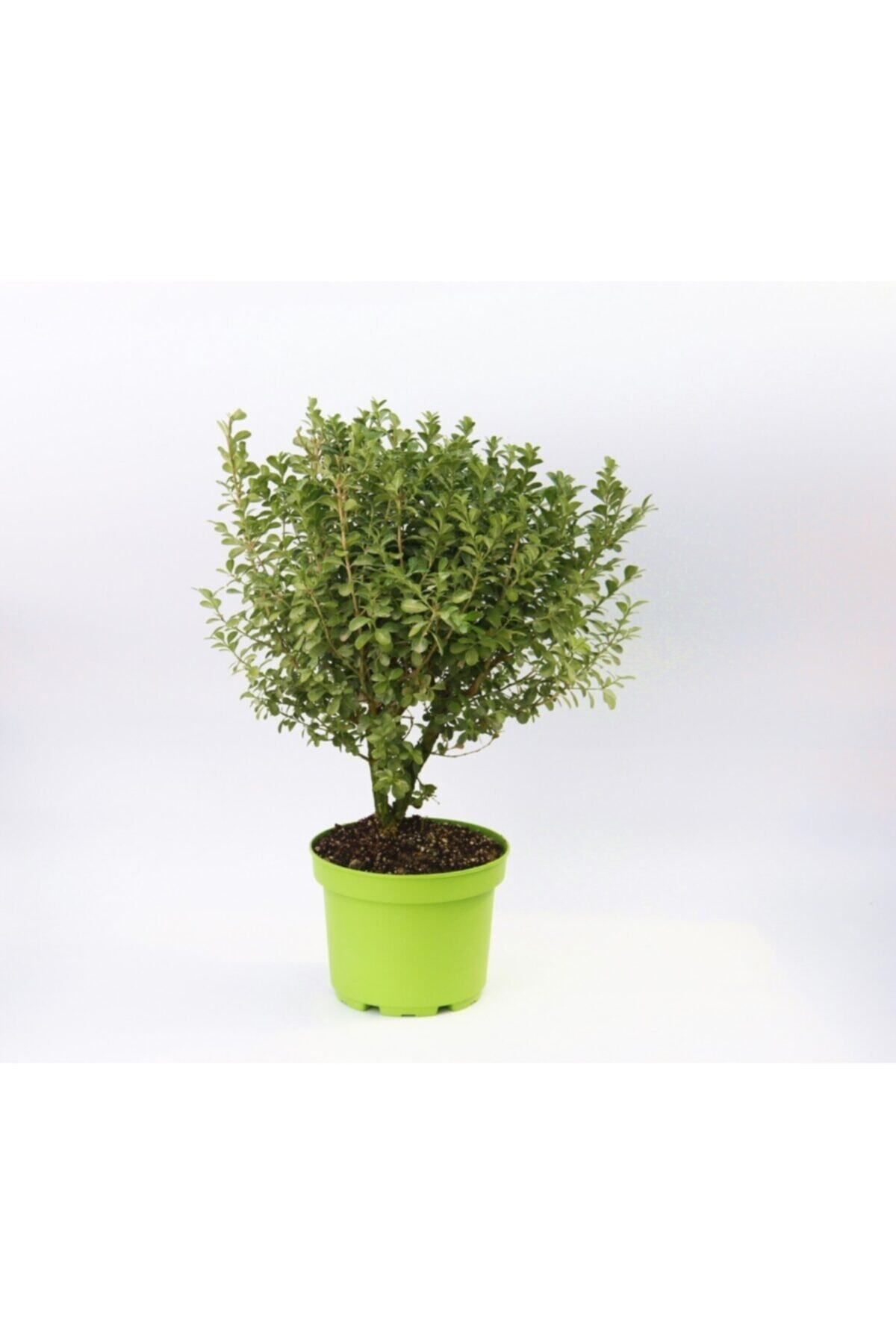 Gardenbox Şimşir Fidanı - Dekoratif Saksıda Hediyelik
