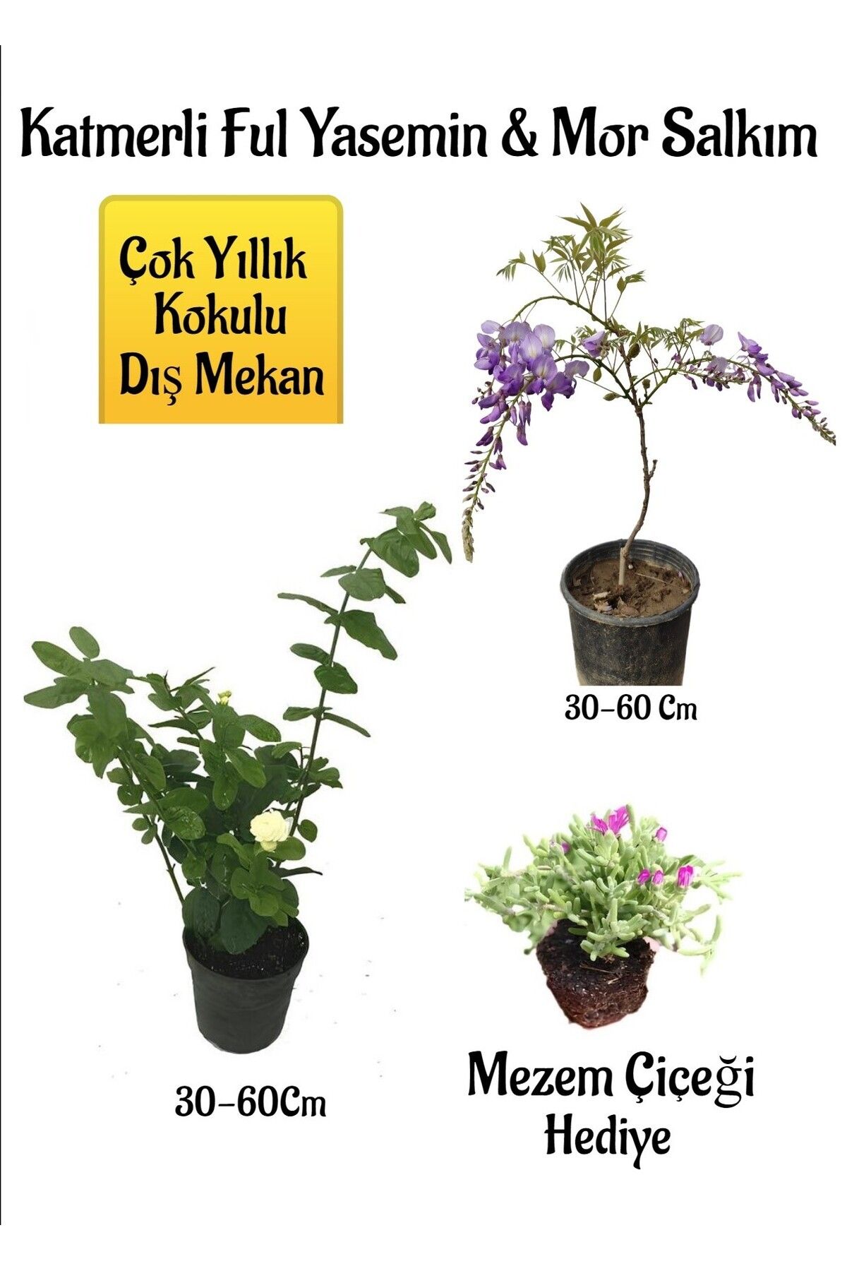 Gardenbox Avantajlı Kokulu Katmerli Ful Yasemin Çiçeği+Mor Salkım -Mezem Çiçeği Hediyeli
