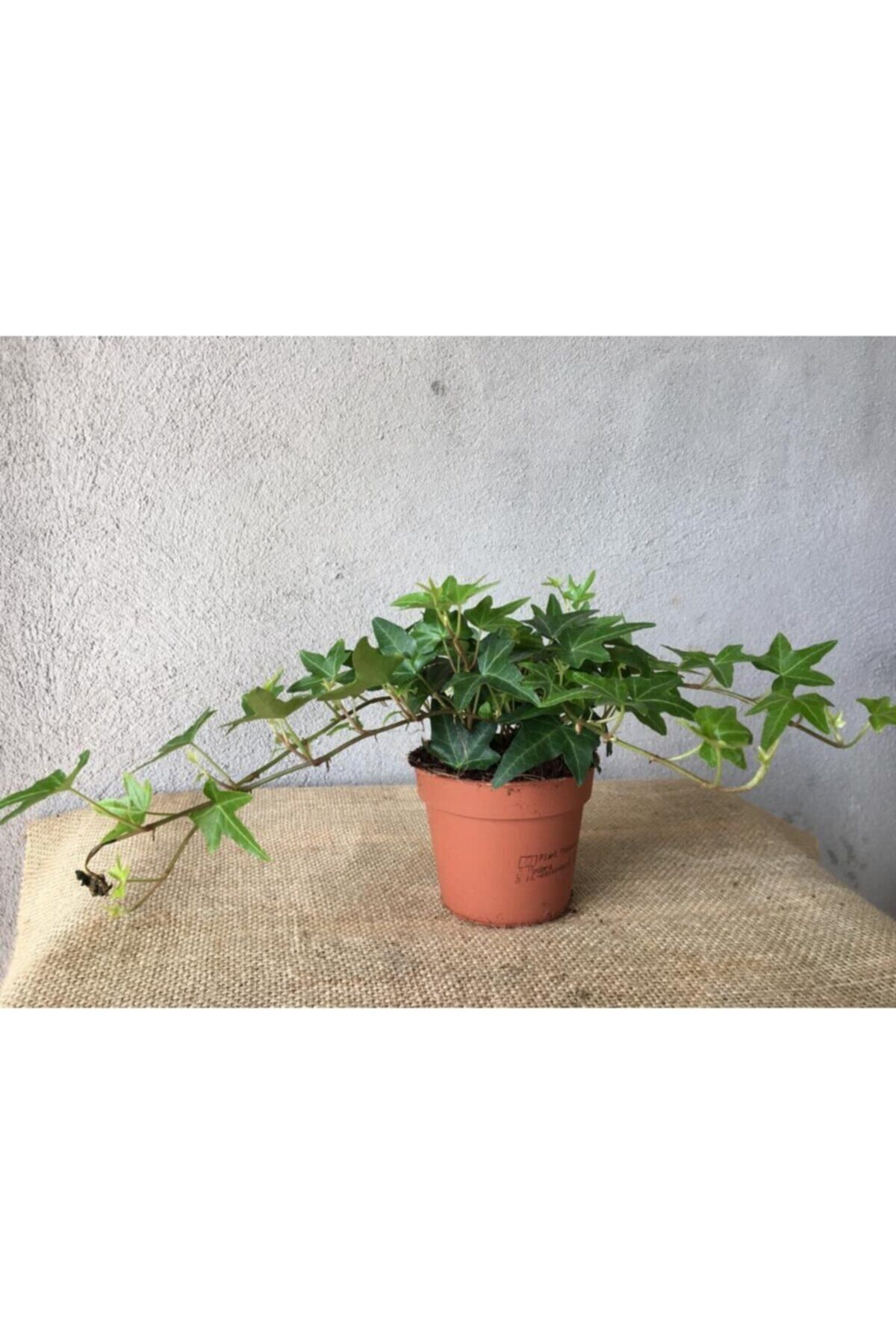 Bitkim Sende Hedera Helix Sarmaşığı Saksı Ofis Ev Balkon Bitkisi 8,5 Cm