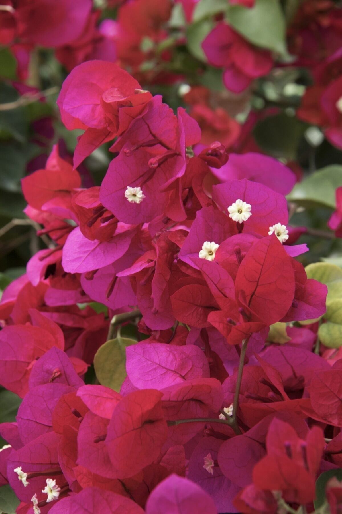 Bitkim Sende Bougainvillea Sarmaşık - Begonvil Sarmaşık Kırmızı 20-25 Cm 1.kalite Özel Ürün