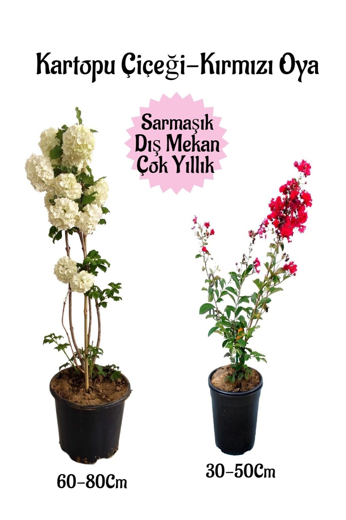 Bitkim Sende Çok Avantajlı Kartopu Çiçeği 1 ADET +Kırmızı Oya Ağacı 1 ADET Saksılı Bahçe Peyzaj Seti