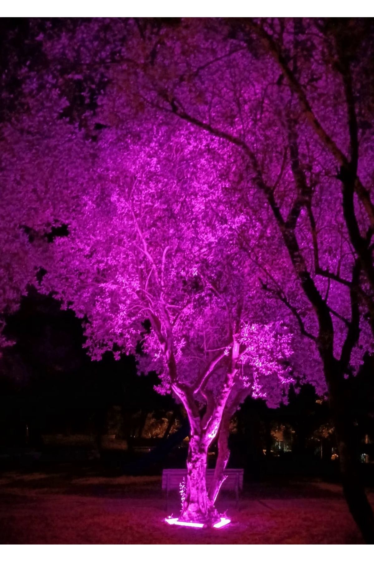 DOGRUP Palmiye Ağaç Aydınlatma Çember Dairesel Led Yuvarlak Aydınlatma Armatür IP68 50cm