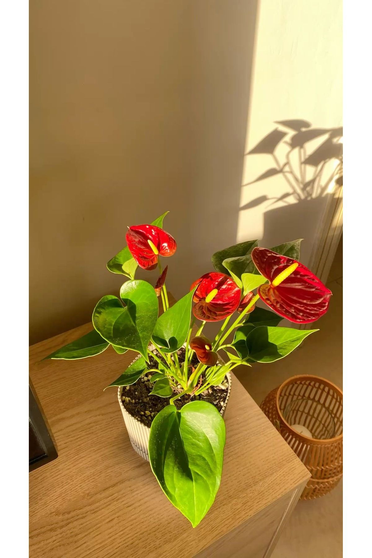 Su Plant Antoryum bitkisi one size