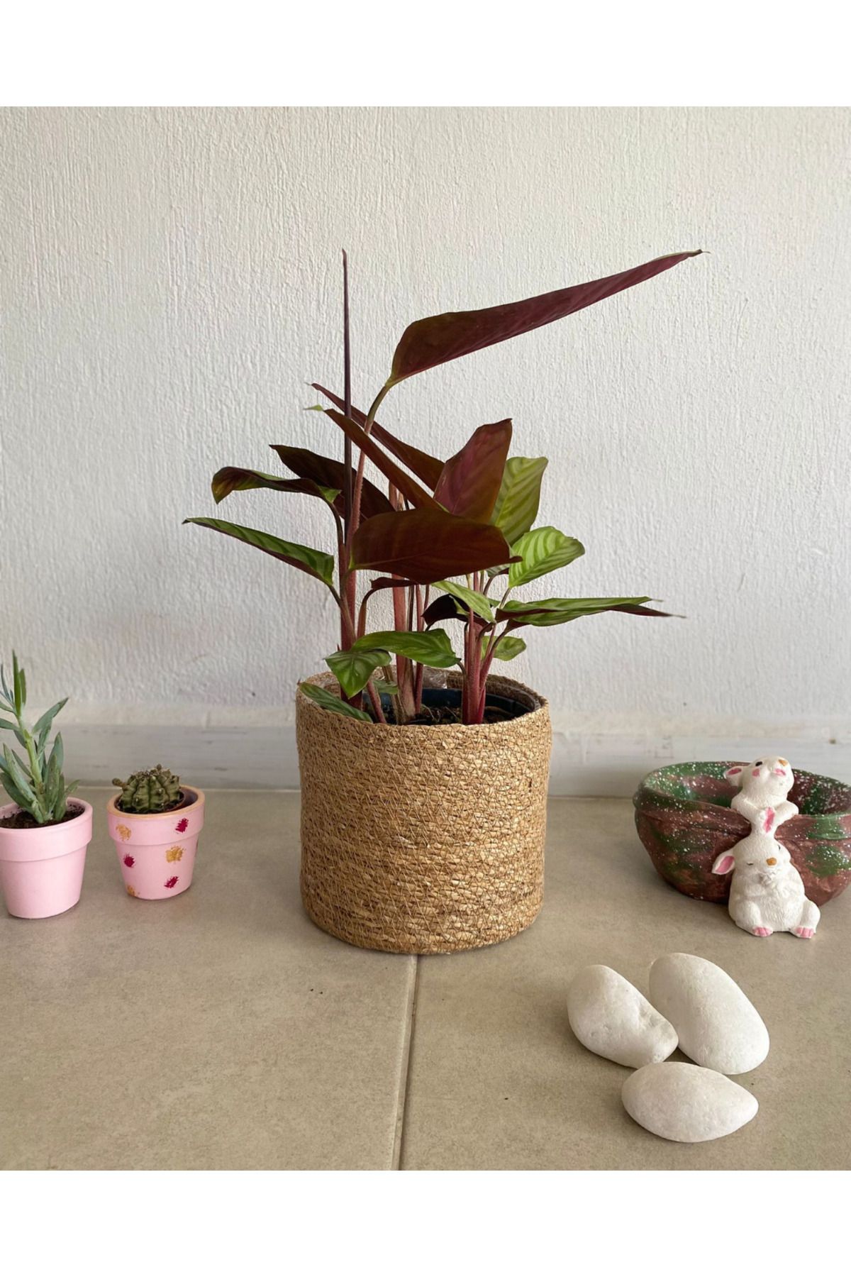 Ağaoğlu Dua Çiçeği - Calathea Medallion - Gösterişli Yapraklı Tropikal Salon Bitkisi