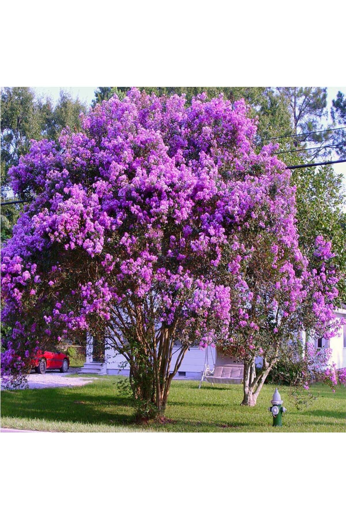 atlas fidan peyzaj MOR OYA AĞACI