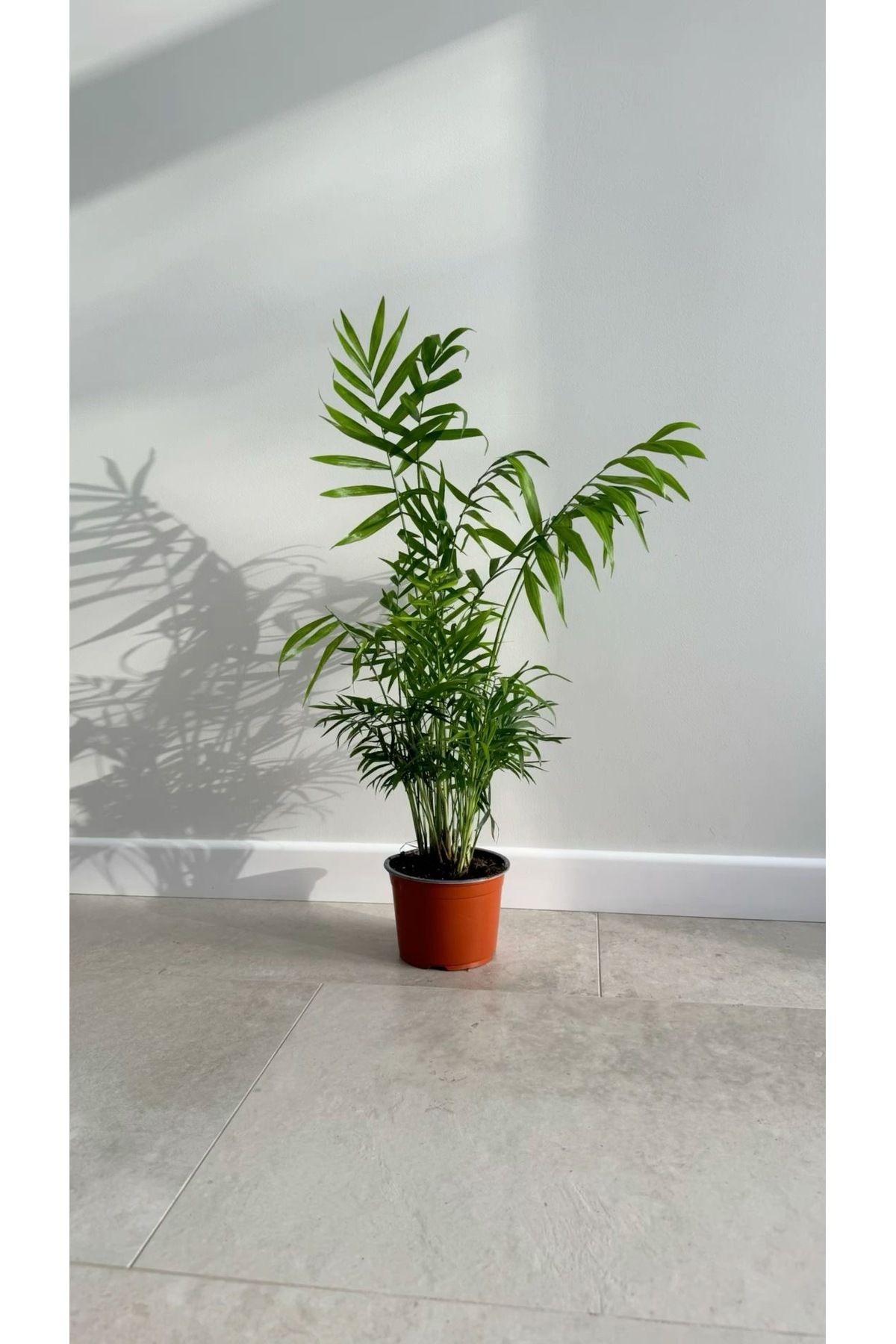 Su Plant Mini palmiye Areka palmiyesi