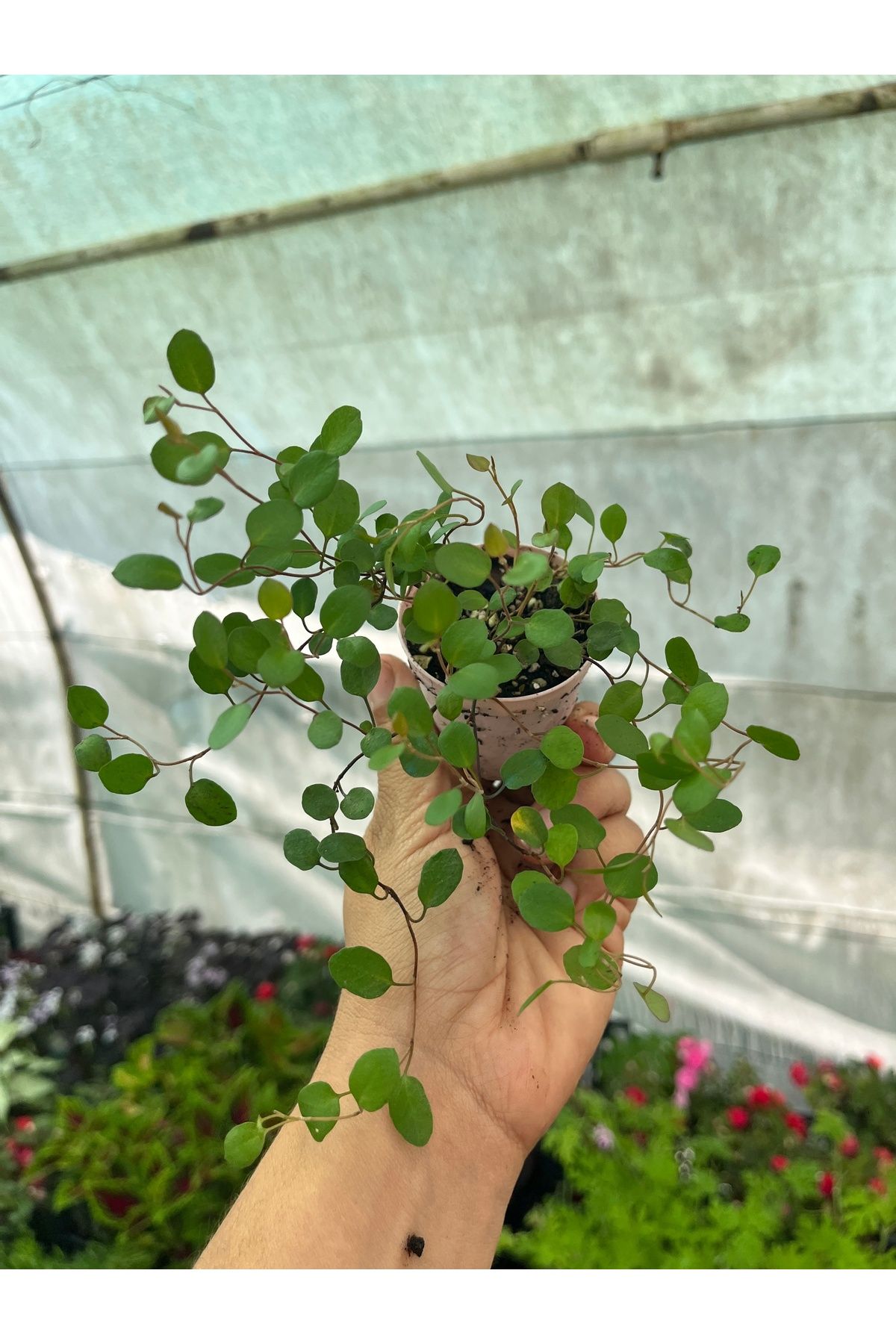 nazlı çiçekçilik Avusturalya Sarmaşığı Mini Muehlenbeckia