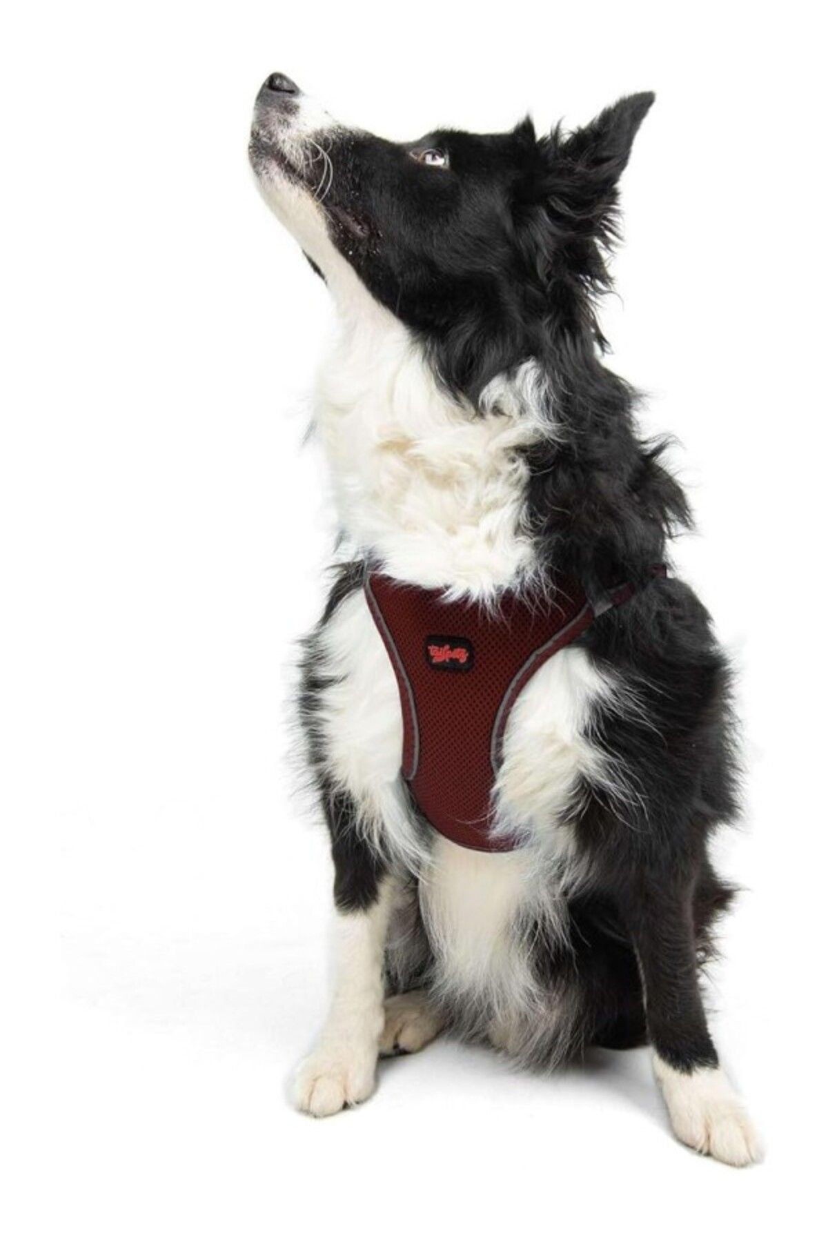 ShopZum Tailpetz Air-mesh Küçük Ve Orta Irk Kedi Köpek Göğüs Tasması - Yumuşak, Nefes Alabilir, Dayanıklı