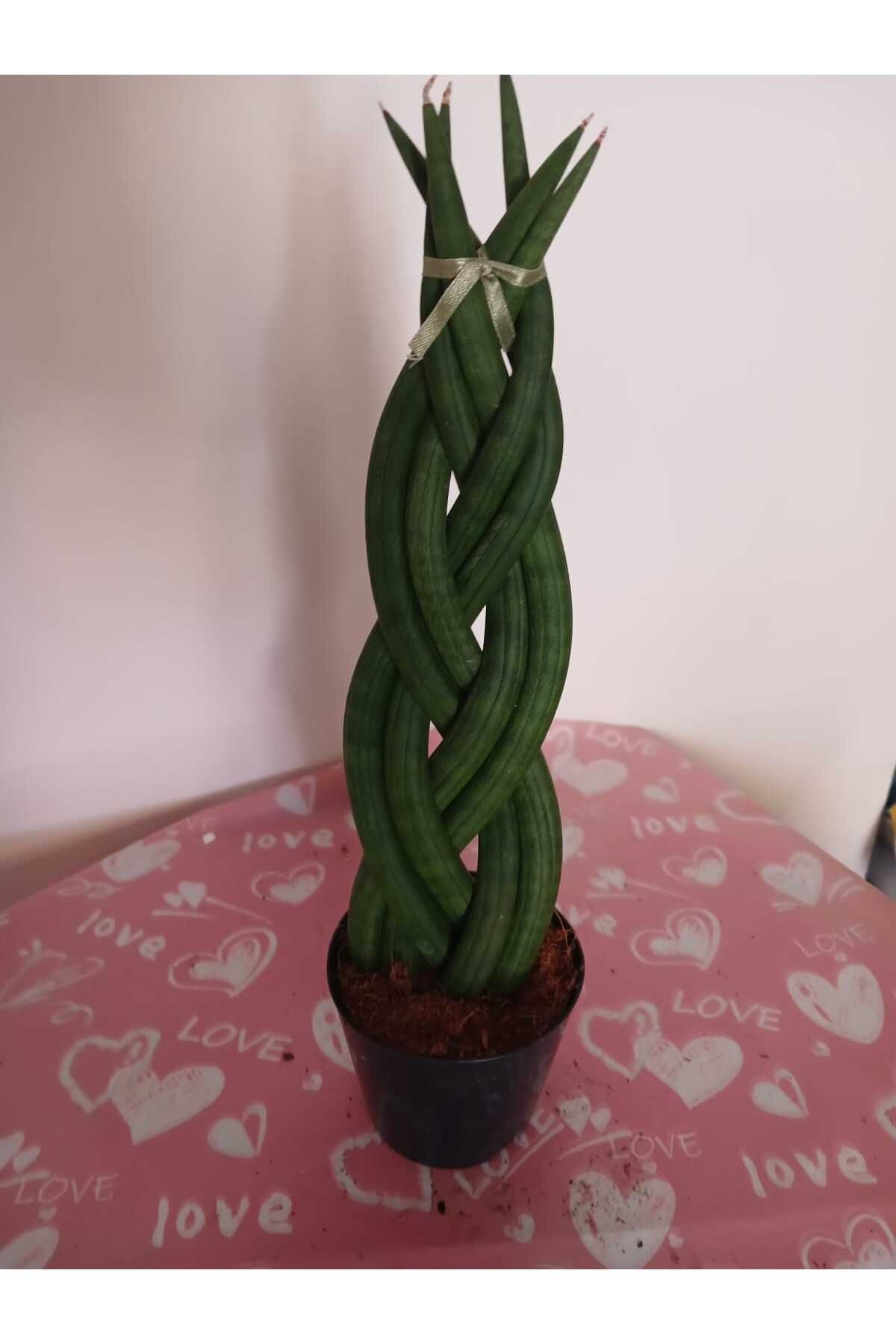şengülca Özel Örgü Sansevieria Cylindrica, Paşa Kılıcı – Ofis & Salon Bitkisi