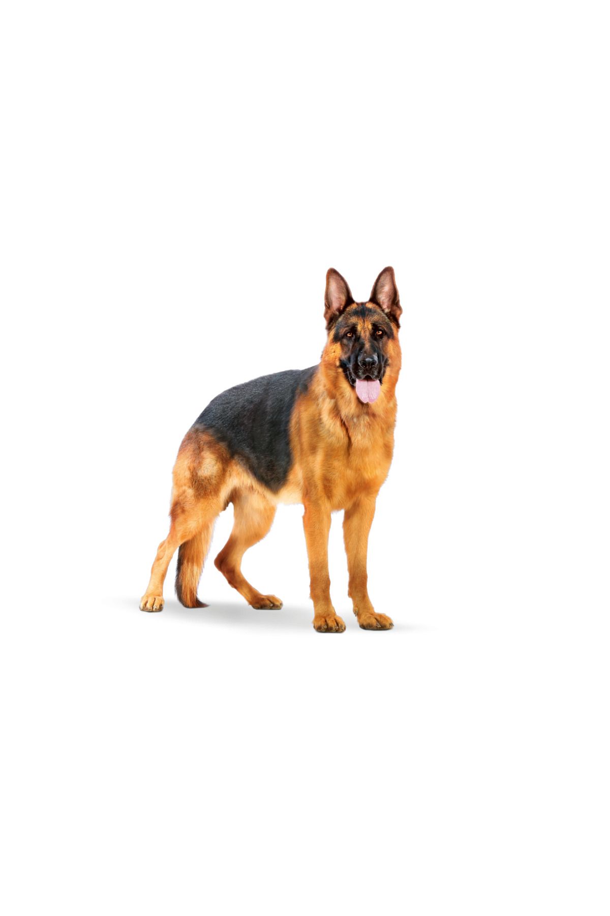 Royal Canin-Maxi Adult Large Dog Food 15 kg 3