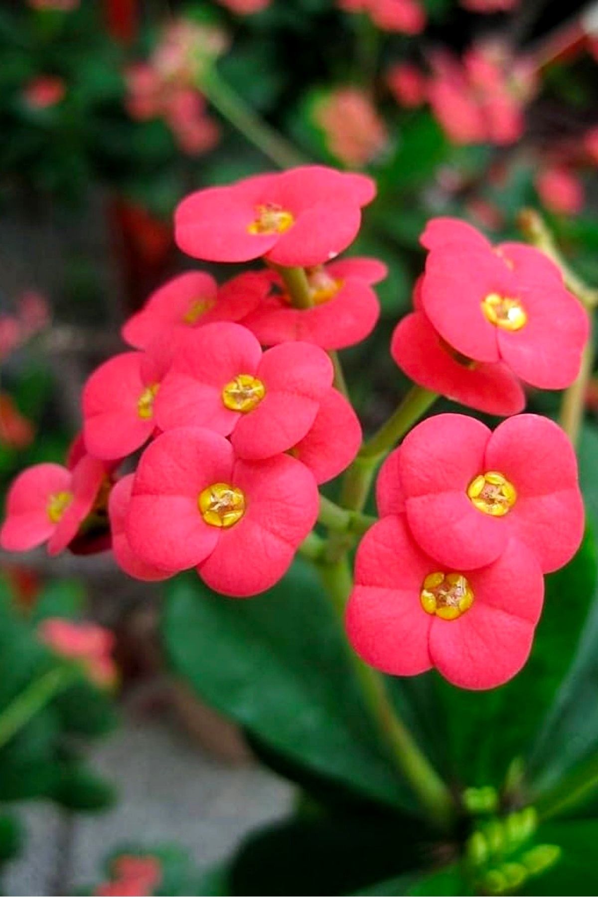 Ucuzluk Diyarı MİLLİ EUPHORBİA DİKENLER TACI PEMBE