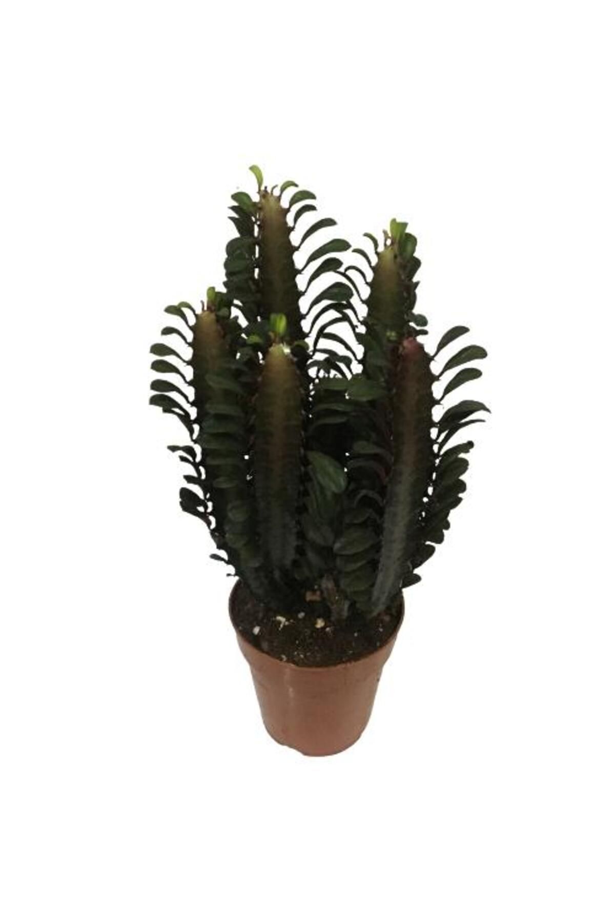 önder botanik Euphorbia Trigona Rubra - Kırmızı Süt Kaktüs - Eforbiya -İthal Ürün