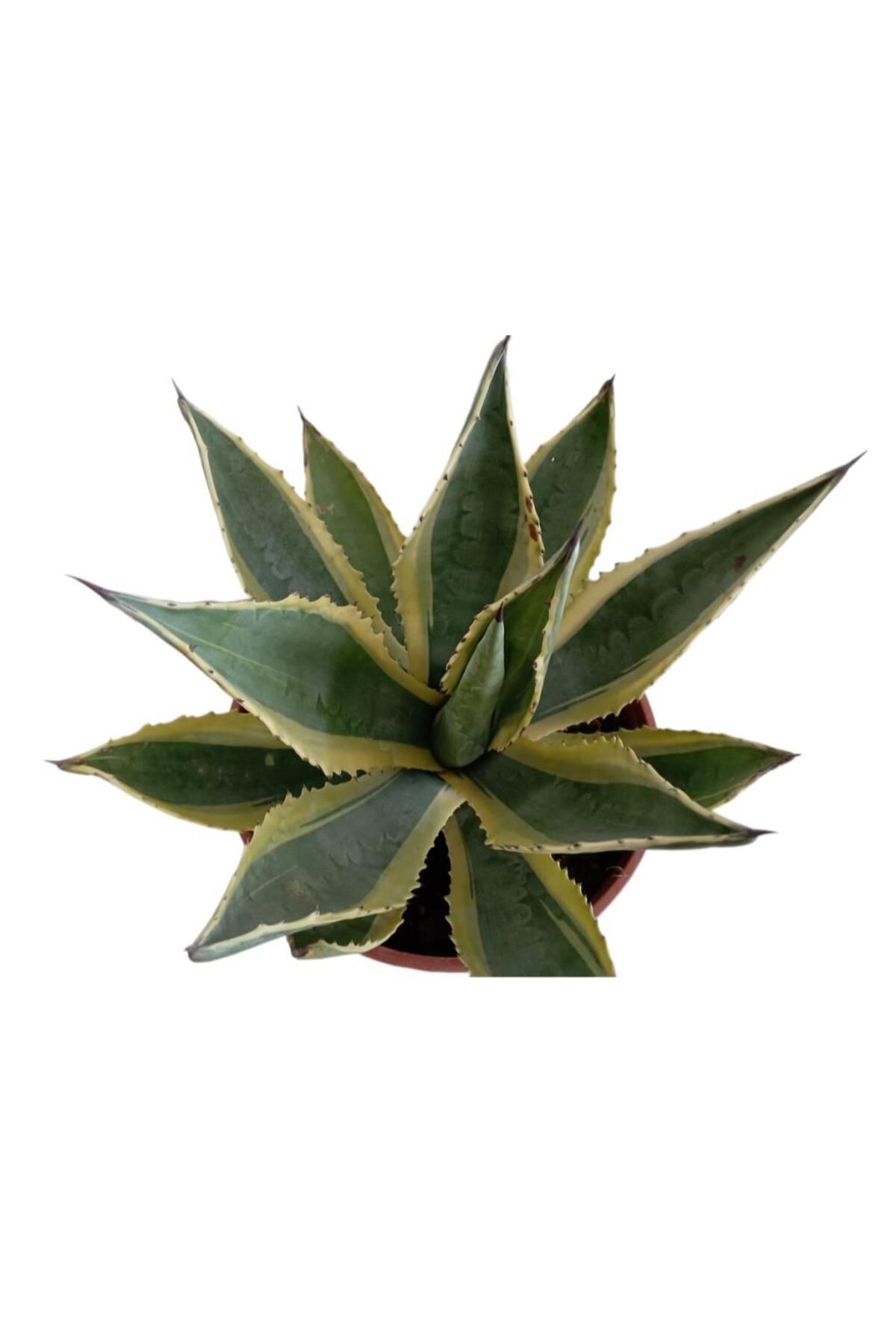 önder botanik AGAVE AMERİCANO (BÜYÜK BOY)