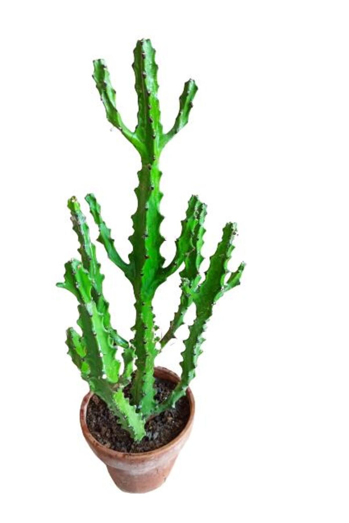 önder botanik Euphorbia Najuneranatanii - 90 Cm