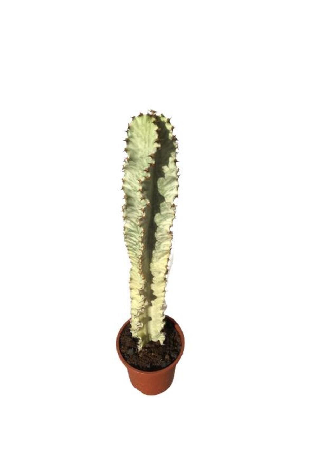 önder botanik Euphorbia İngens Variegata -Şamdan Ağacı (70-75 CM)