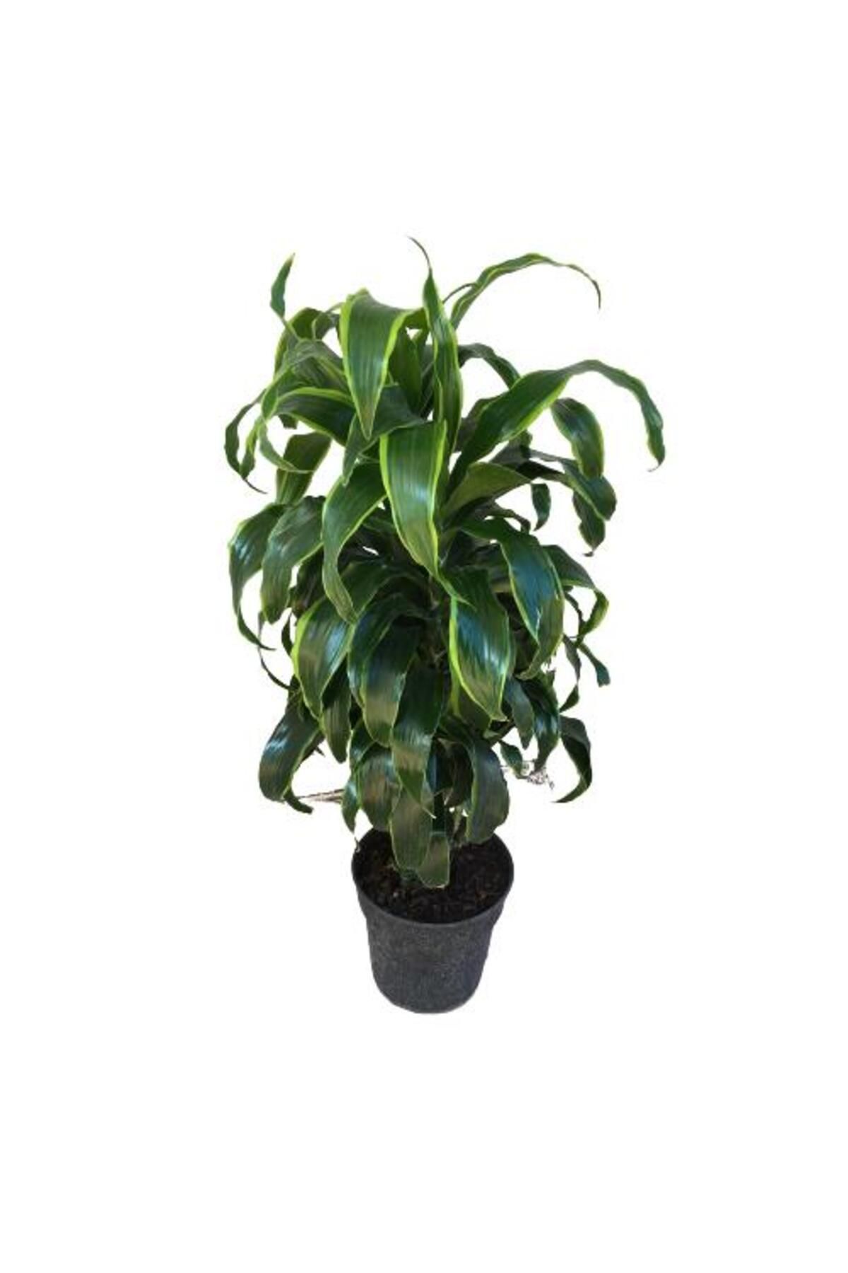 önder botanik Dracaena Fragrans 'Dorado'