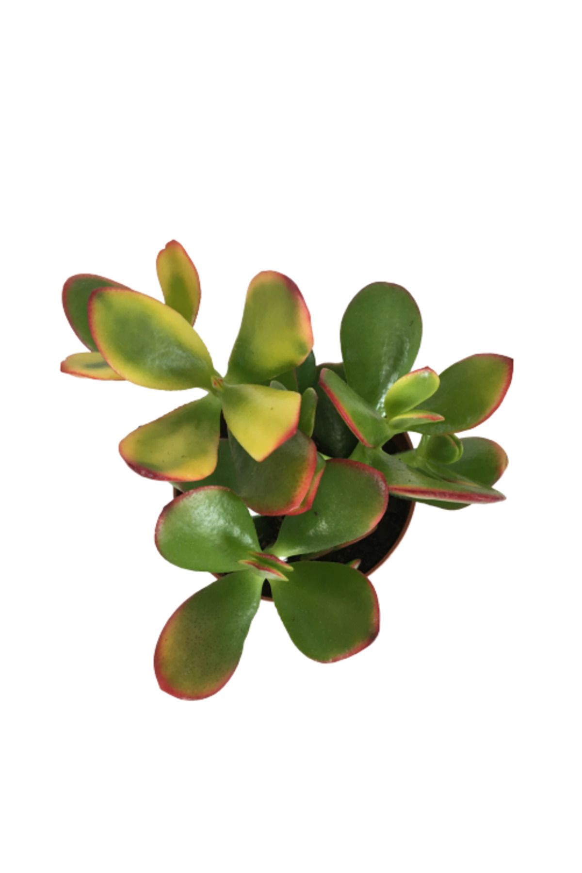 önder botanik Crassula Ovata Sunset - Para Bitkisi (8,5 luk)