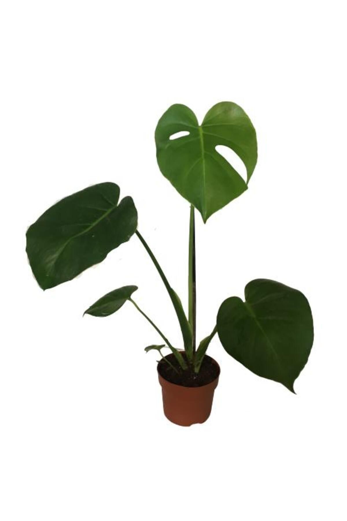 önder botanik Monstera Deliciosa Deve Tabanı 60-70 cm TEK KÖKLÜ