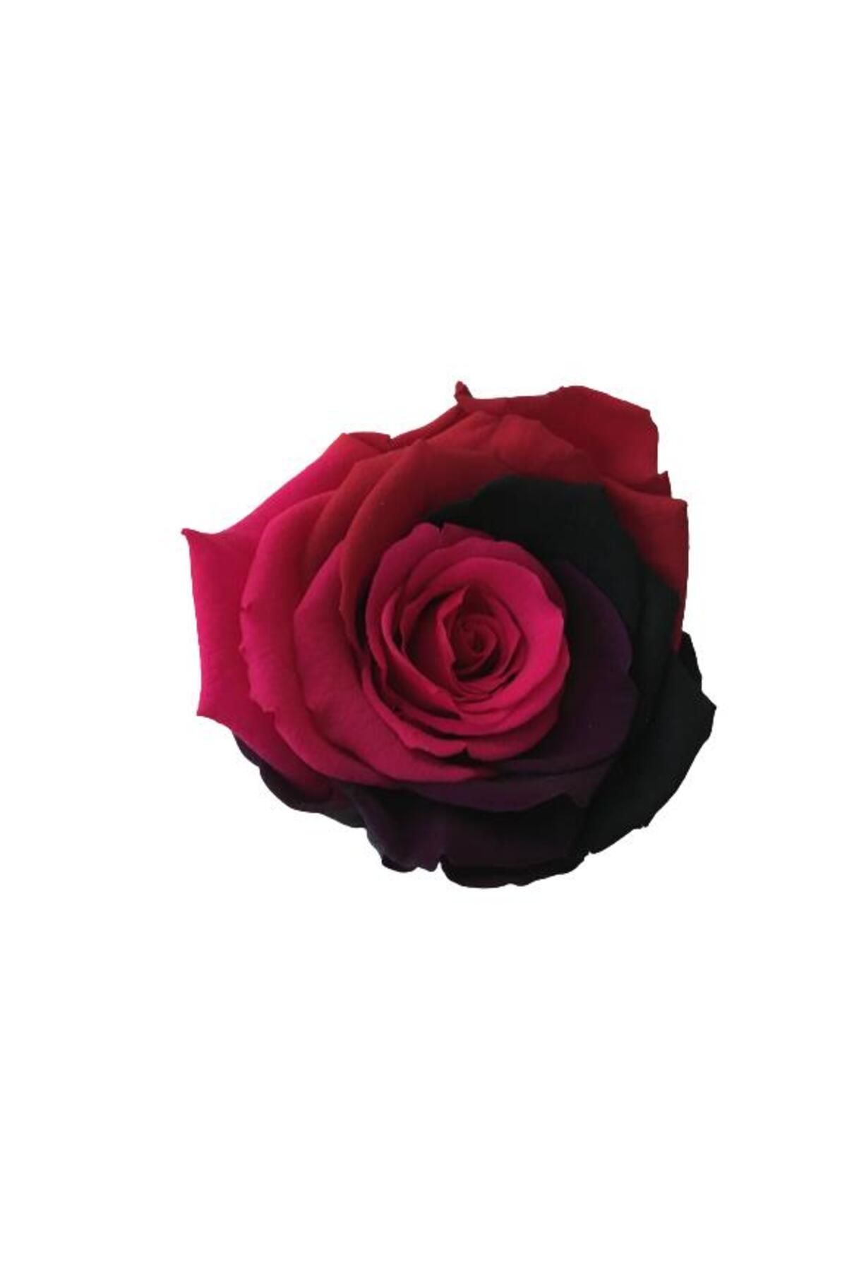 önder botanik ROSE AMOR PARÇALI RENK (PEMBE BORDO) SOLMAYAN ŞOKLANMIŞ GÜL XL
