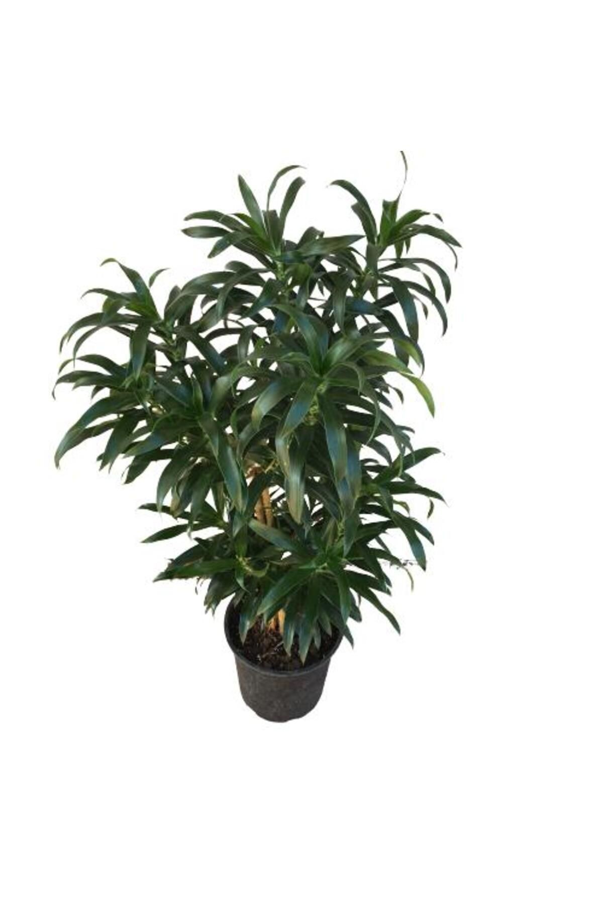 önder botanik Dracaena Reflexa 'Song of Jamaica'
