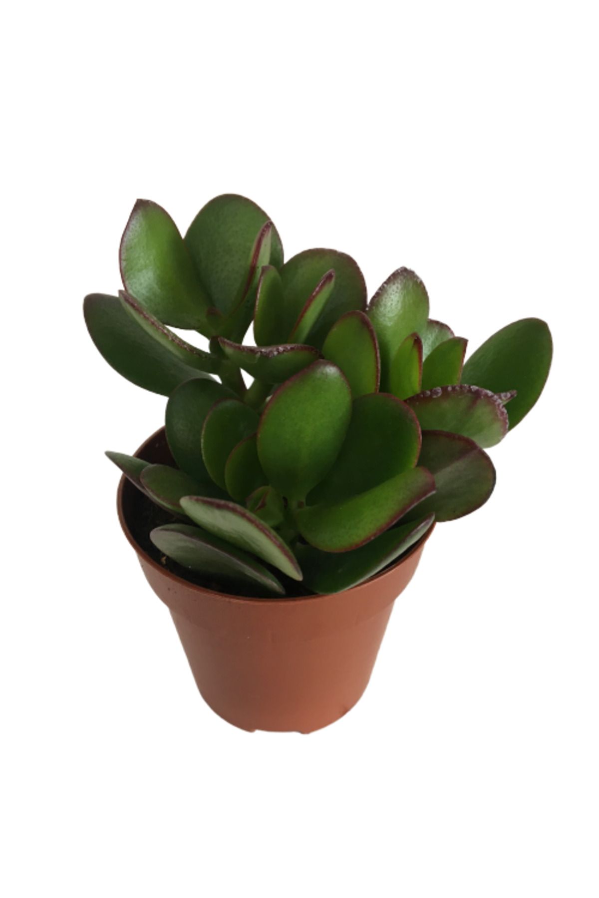 önder botanik Crassula Ovata - Para Bitkisi (8,5 luk)