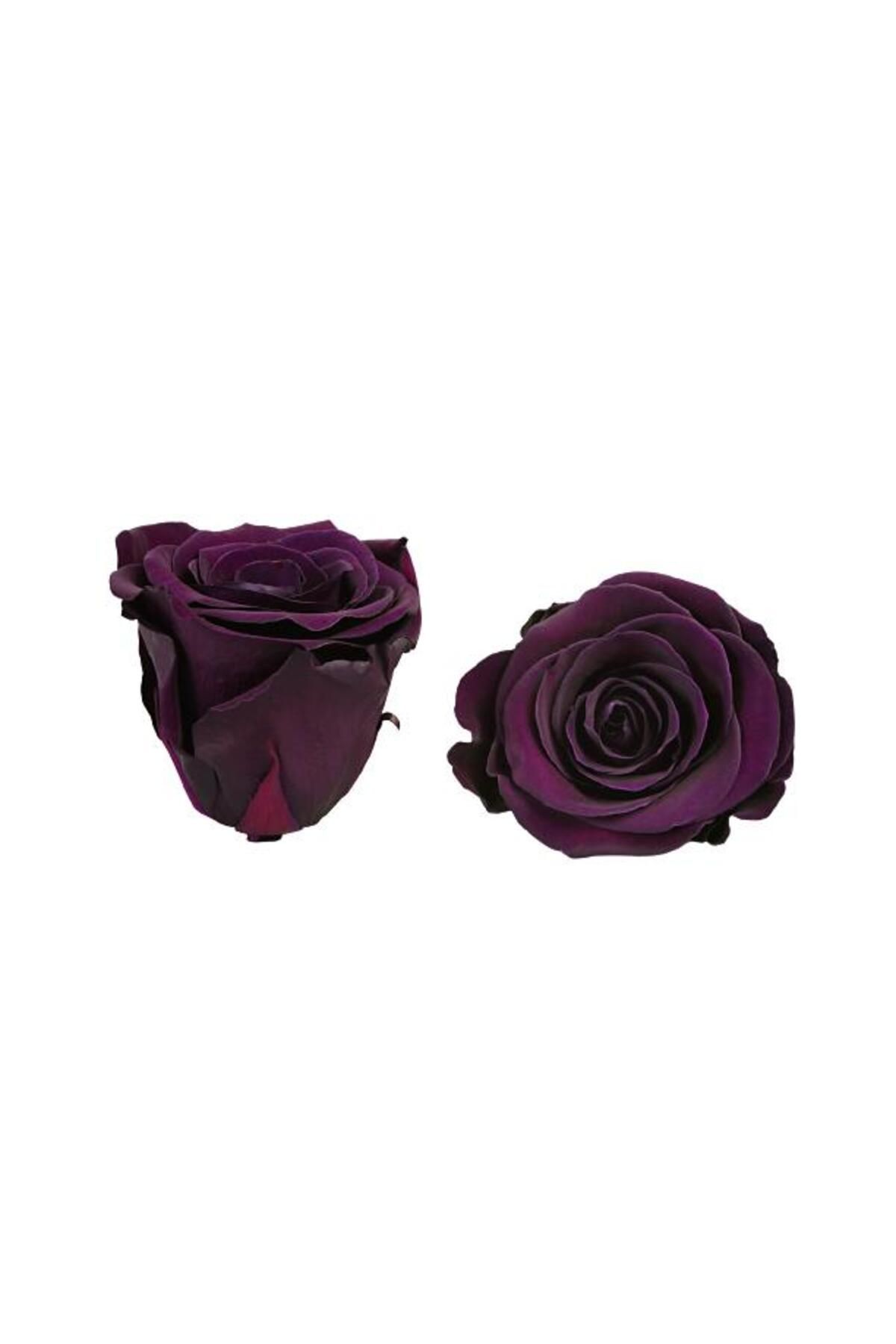 önder botanik ROSE AMOR MOR RENK MİNİ ŞOKLANMIŞ GÜL