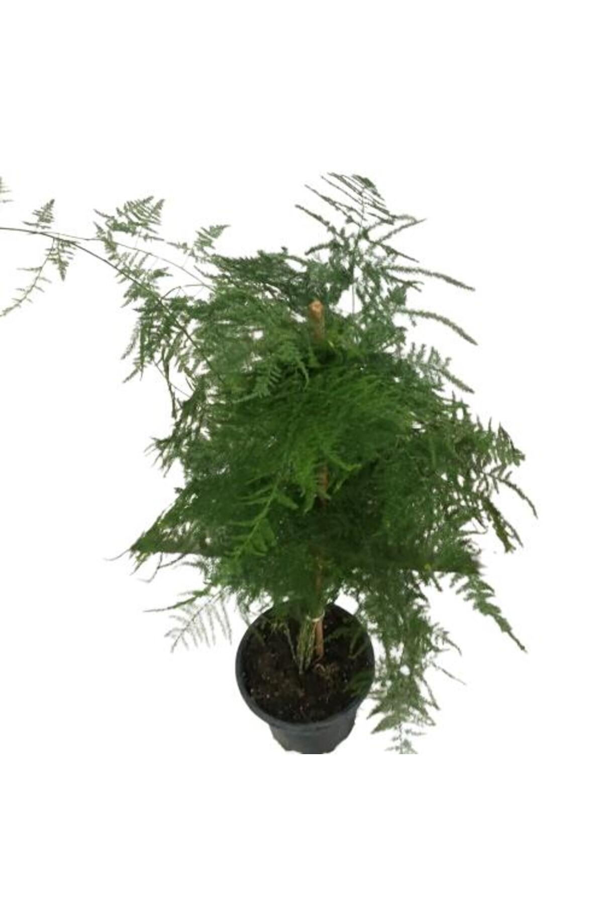 önder botanik Asparagus / Tül Bitkisi Uzun Boy