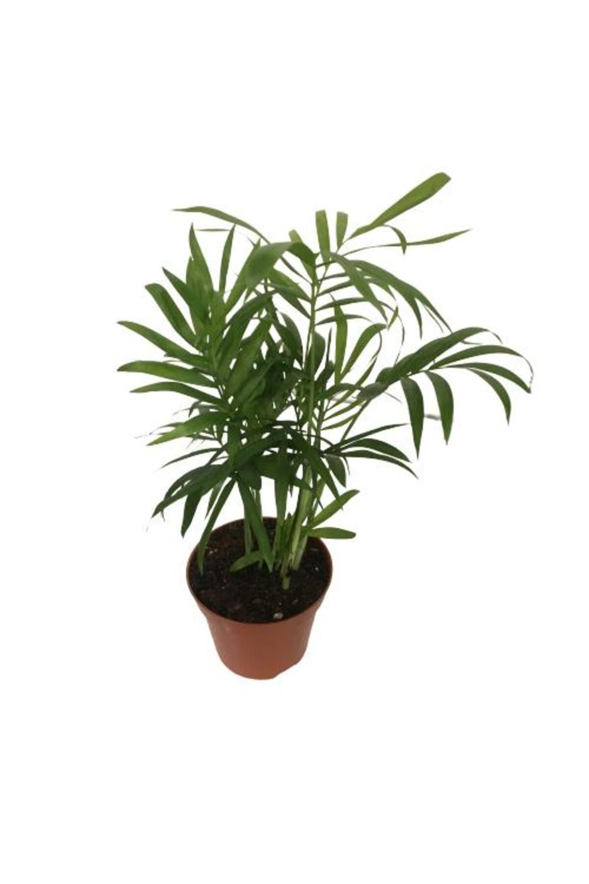 önder botanik AREKA DAĞ PALMİYESİ - CHAMAEDOREA ELEGANS