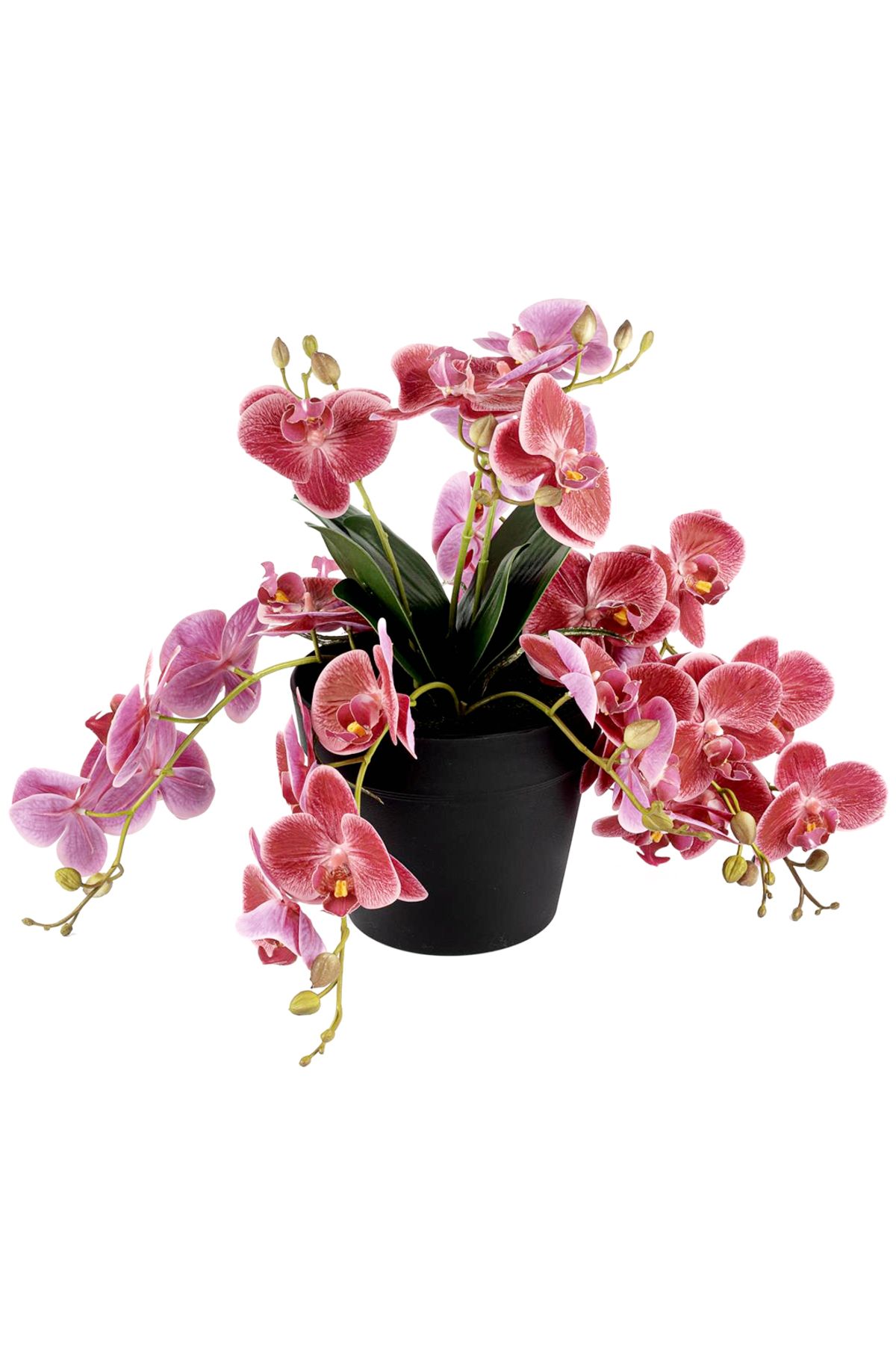 Desi Concept Net Pink Romance Orkide 33 cm