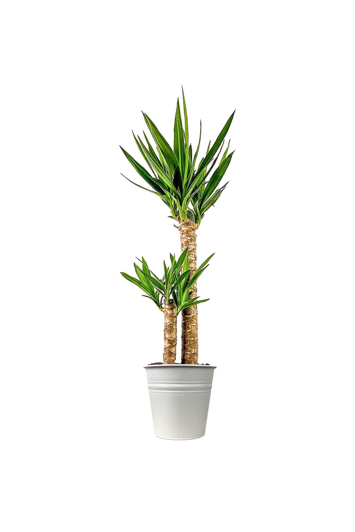 Fidanburada Yuka 2 Gövdeli (YUCCA MASSENGENA) Beyaz Metal Saksılı