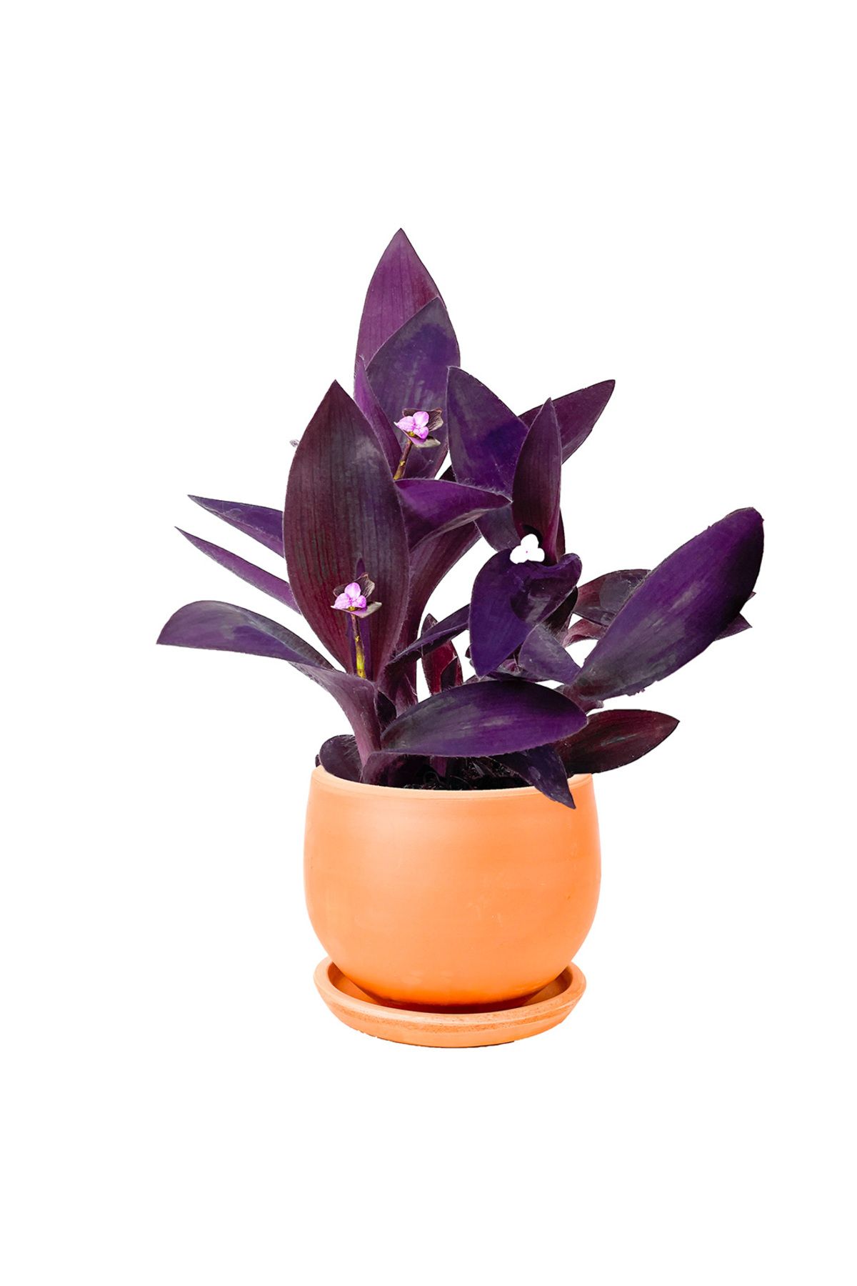 Fidanburada Mor Telgraf Çiçeği (Tradescantia Pallida) Curvy Terra Cotta Saksılı