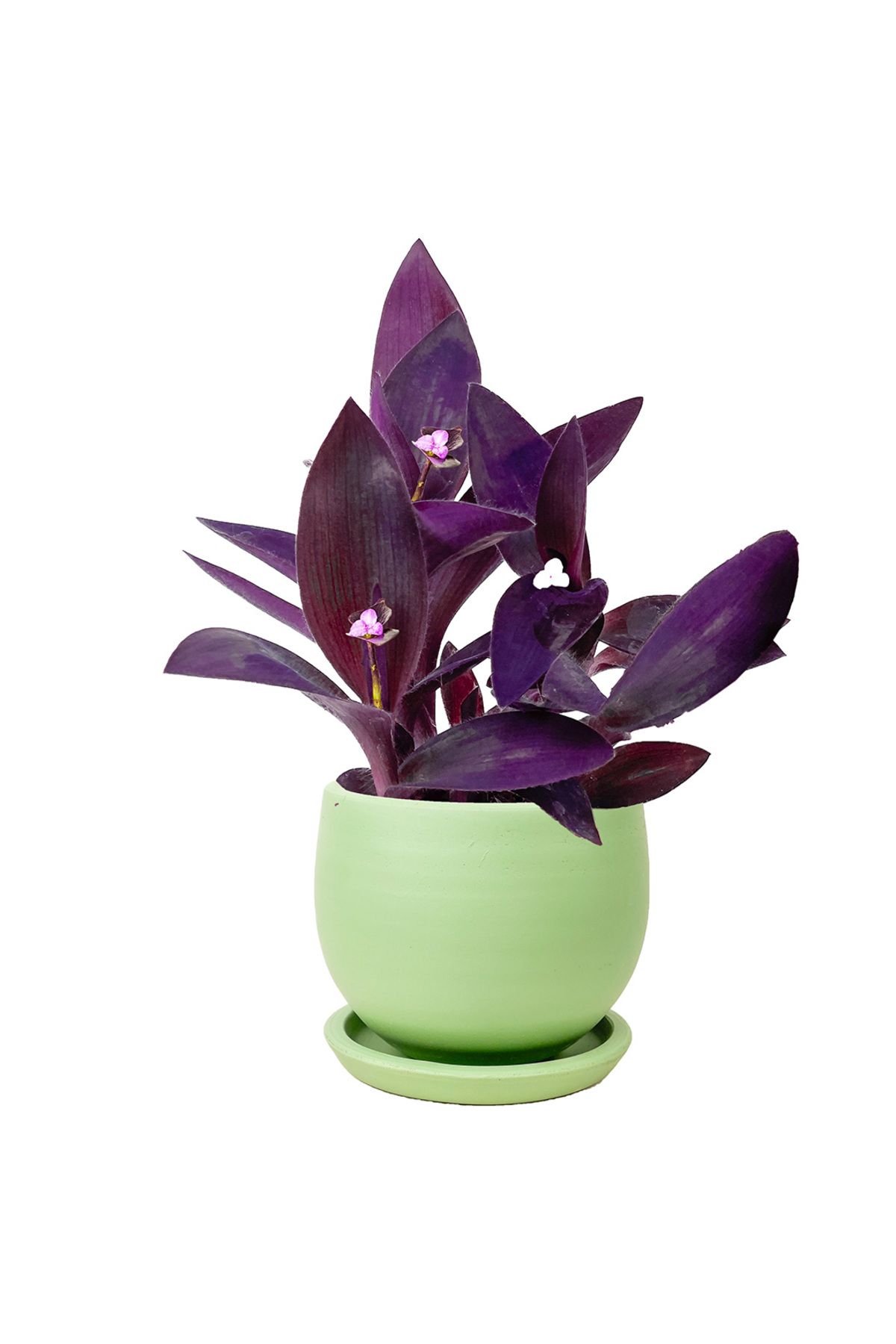 Fidanburada Mor Telgraf Çiçeği (Tradescantia Pallida) Curvy Yeşil Saksılı