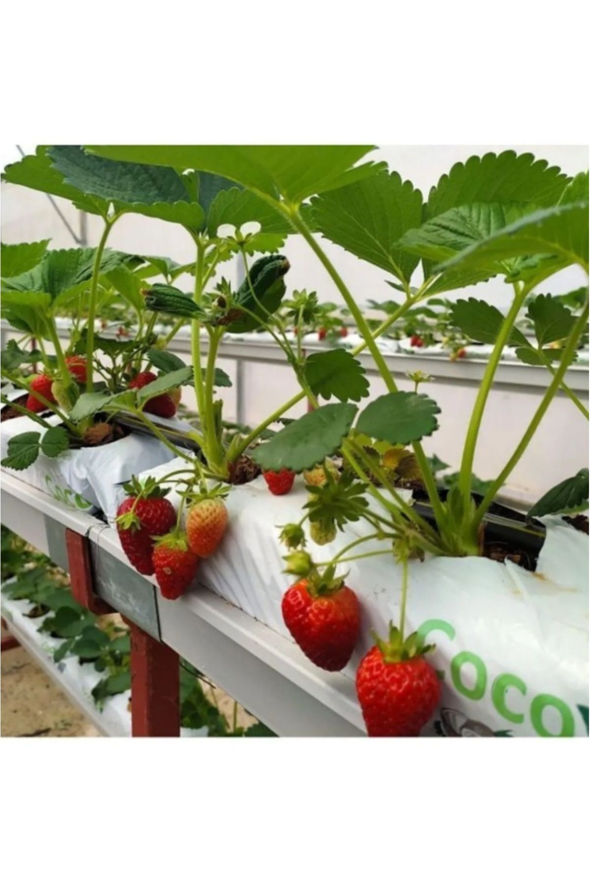 NEFA SERA Çilek Cocopeati Torba Cocopeat Çilek Kokopiti 10 Adet