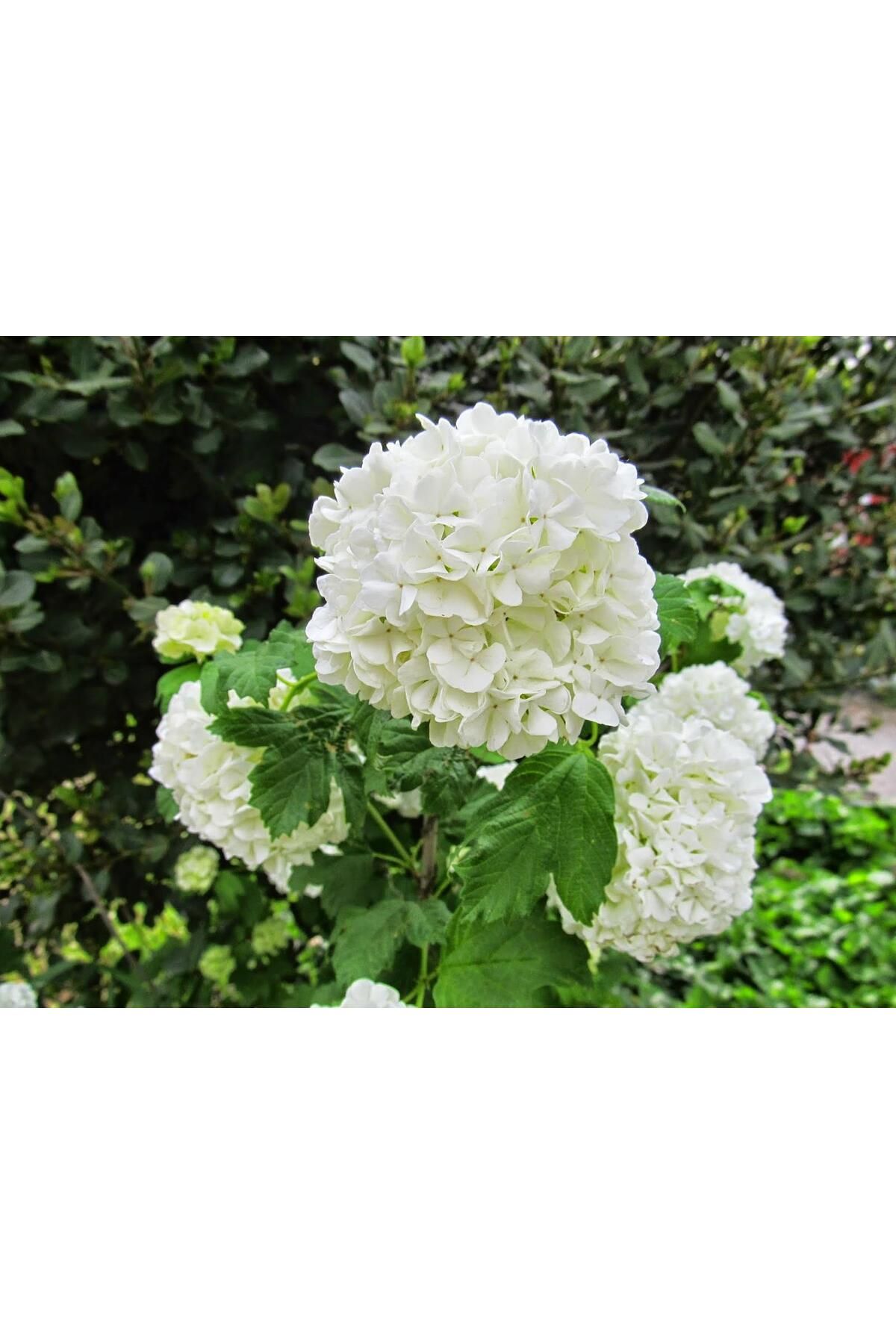 atlas fidan peyzaj BEYAZ ORTANCA (60-110 CM)