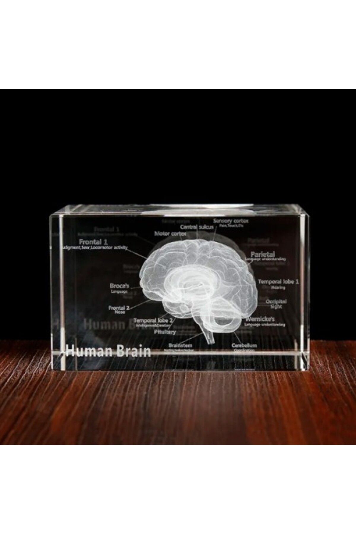Emperium 3D Kristal İnsan Beyni Modeli