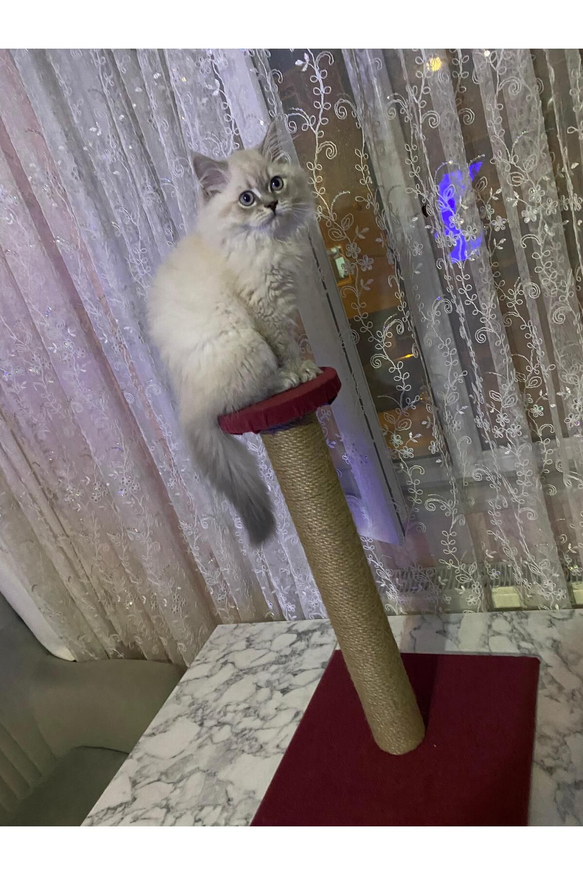 Teknik tasarım kedi oyuncağı