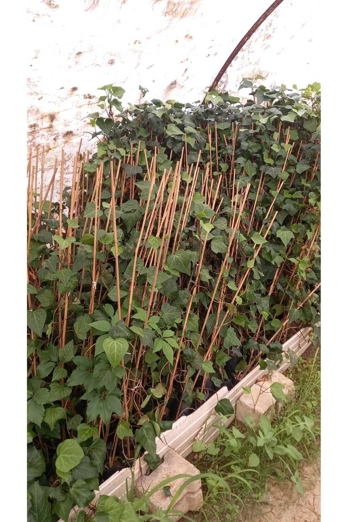 Yeşil Deniz Fidancılık Hedera Yeşil Orman Sarmaşığı Fidanı (150-250 cm) 5 adet