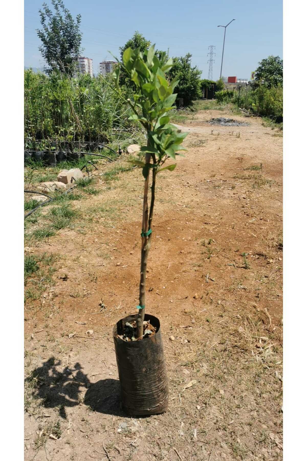 damla su çiçek Kirmizi limon fidani(100-120 cm)Damla su çiçek