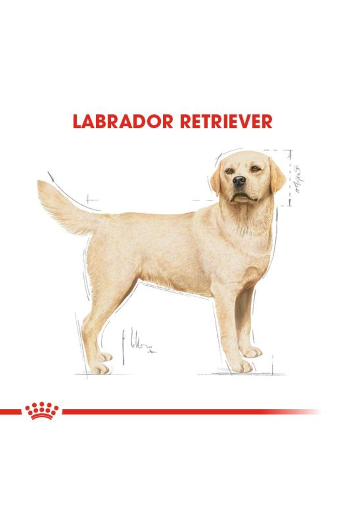 Royal Canin-Labrador Retriever Adult Dog Food 12kg 5