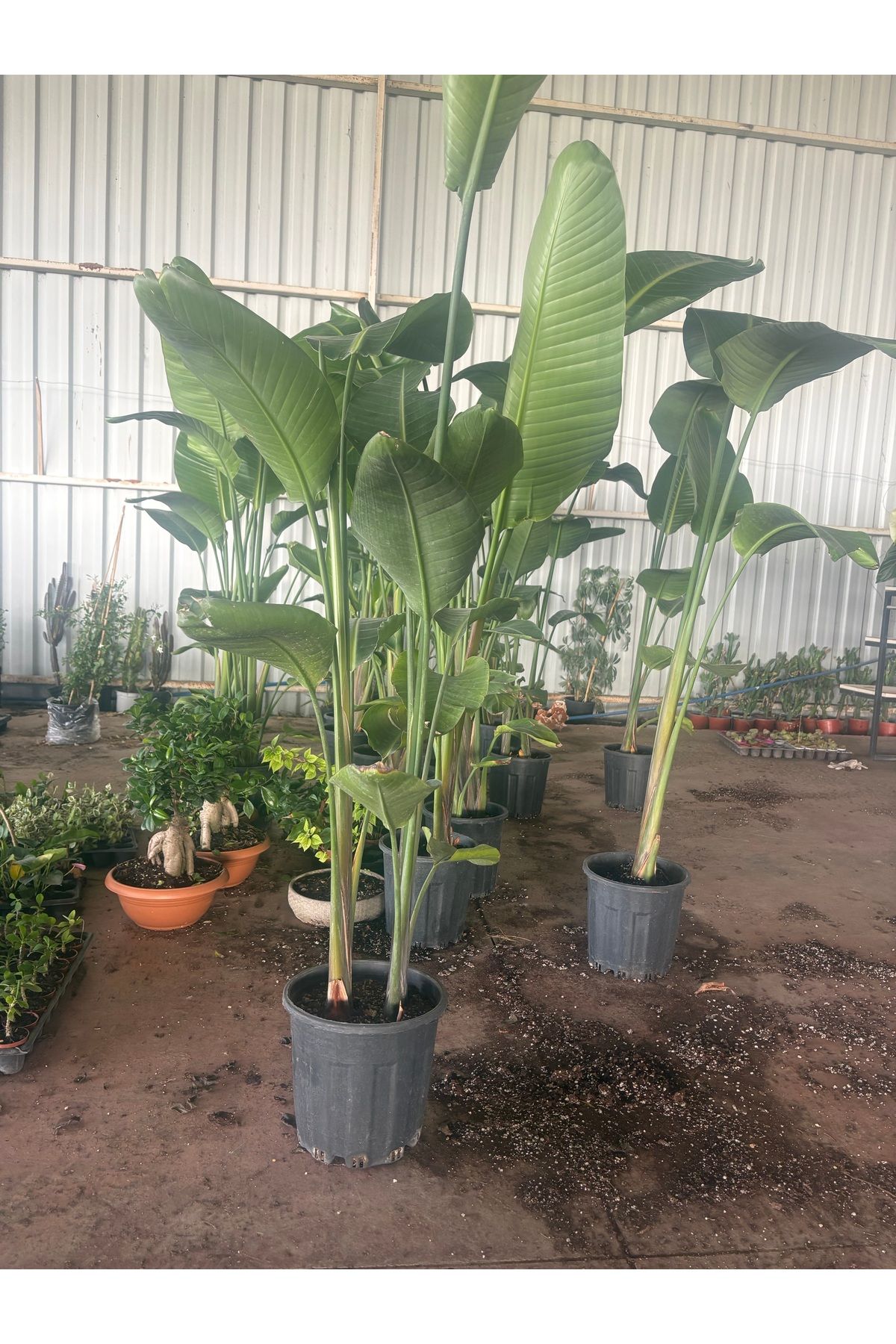 Yades 2 Köklü Starliçe 180-200 cm Çift Köklü Strelitzia