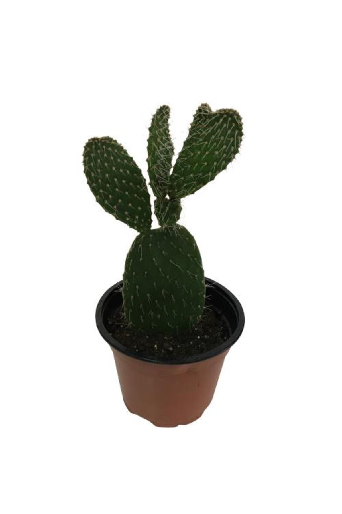önder botanik İncir Kaktüs (Opuntia Ovata)