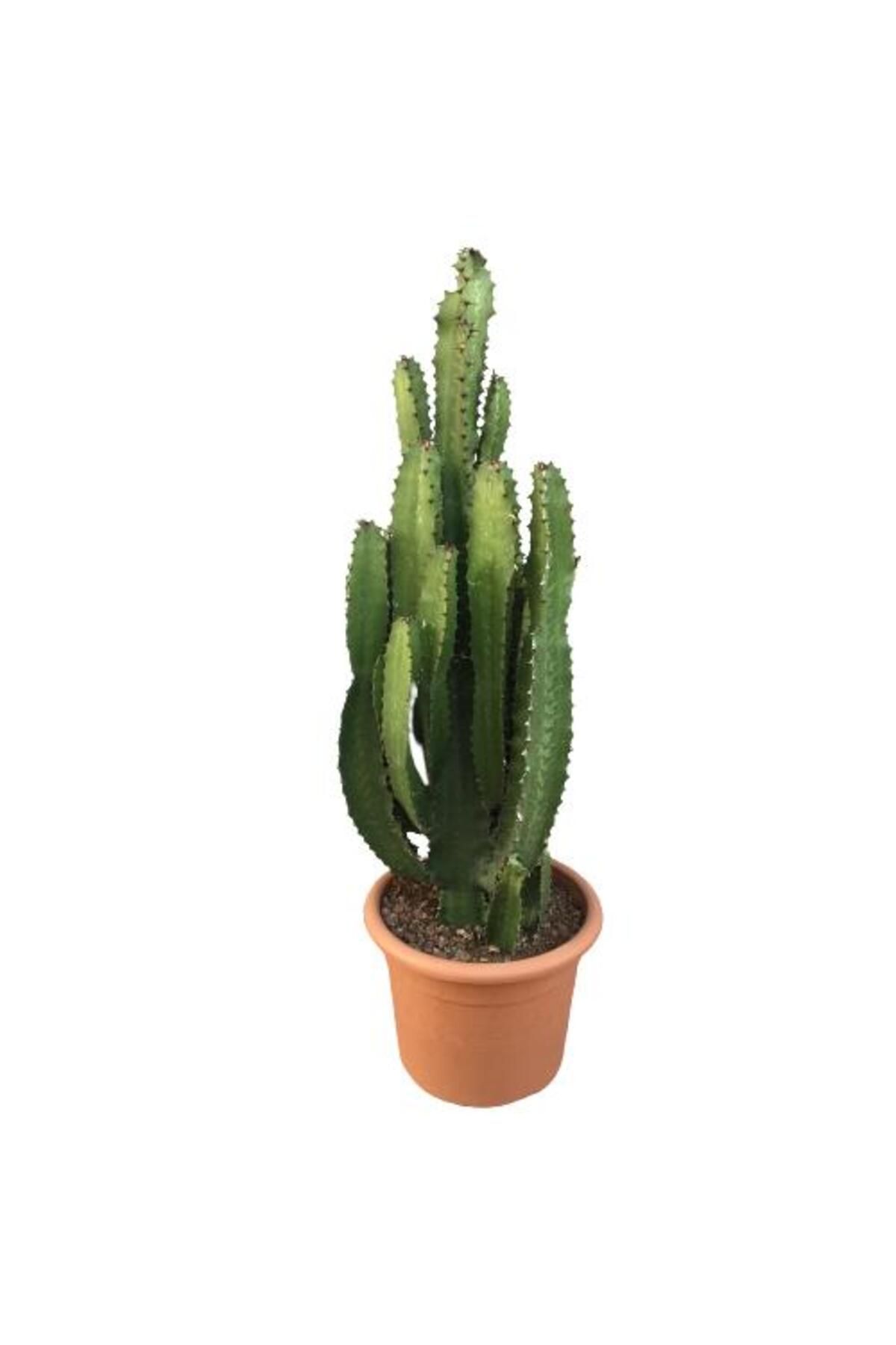 önder botanik Büyük Boy Euphorbia Acrurensis