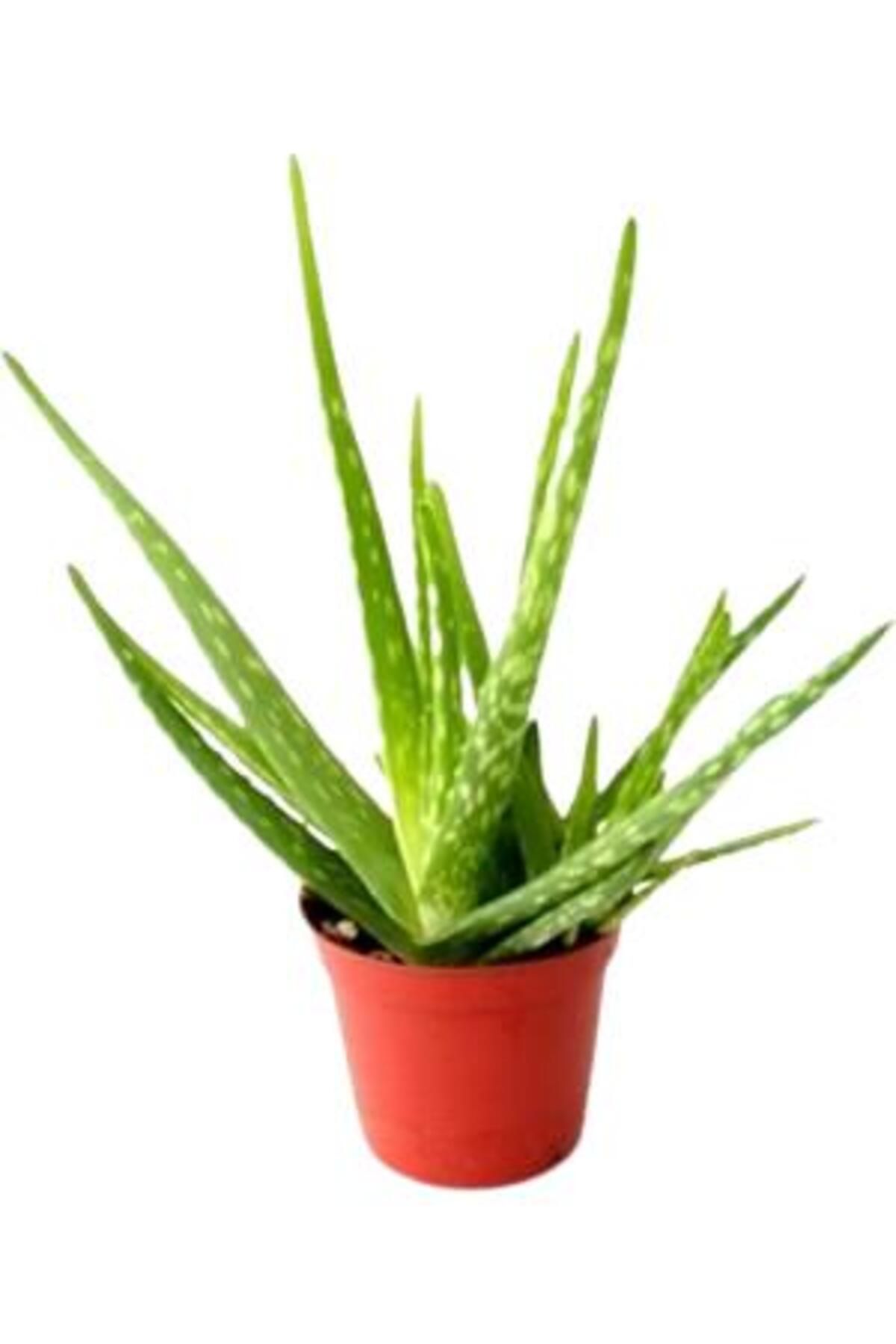 önder botanik 2 (İKİ) ADET ALOEVERA BİTKİSİ