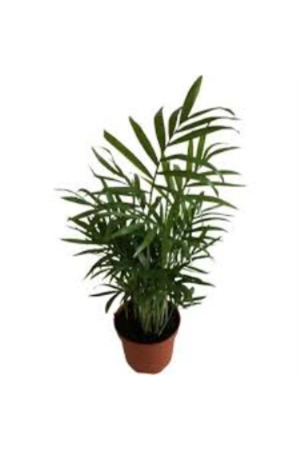 önder botanik AREKA DAĞ PALMİYESİ Chamaedorea Elegans