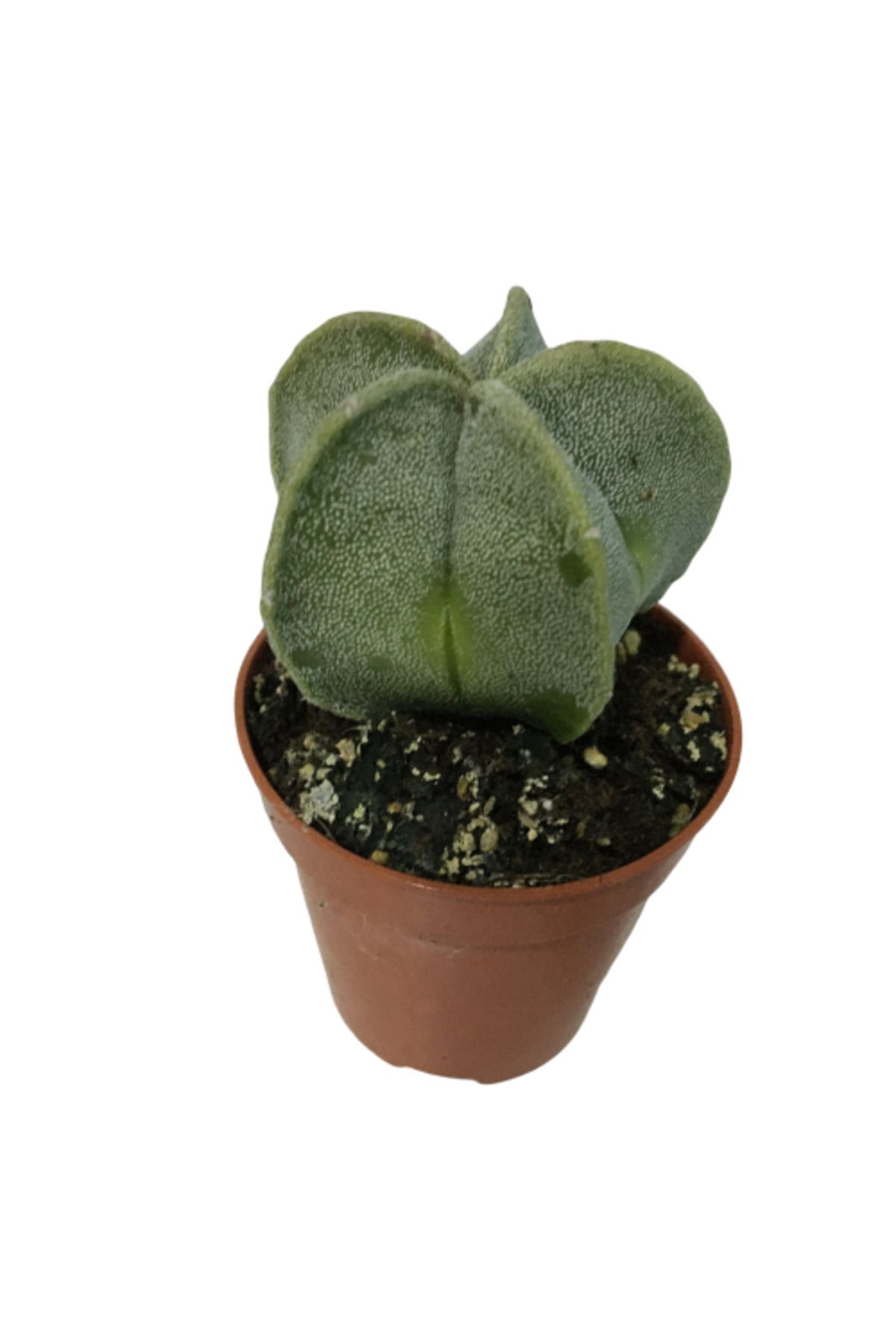 önder botanik NADİR KAKTÜS - ASTROPHYTUM MYRİOSTİGMA - ASTRO KAKTÜS