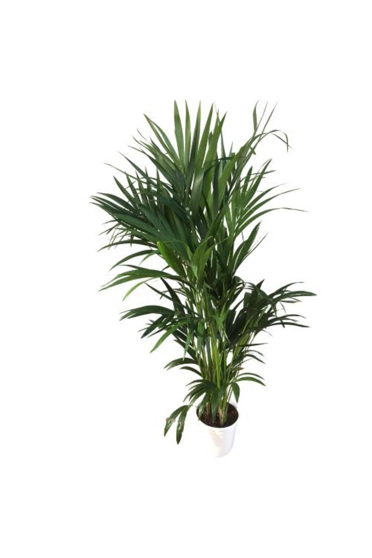 önder botanik Howea Forsteriana | Kentia Palmiyesi (İthal) 24cm Ø H:180
