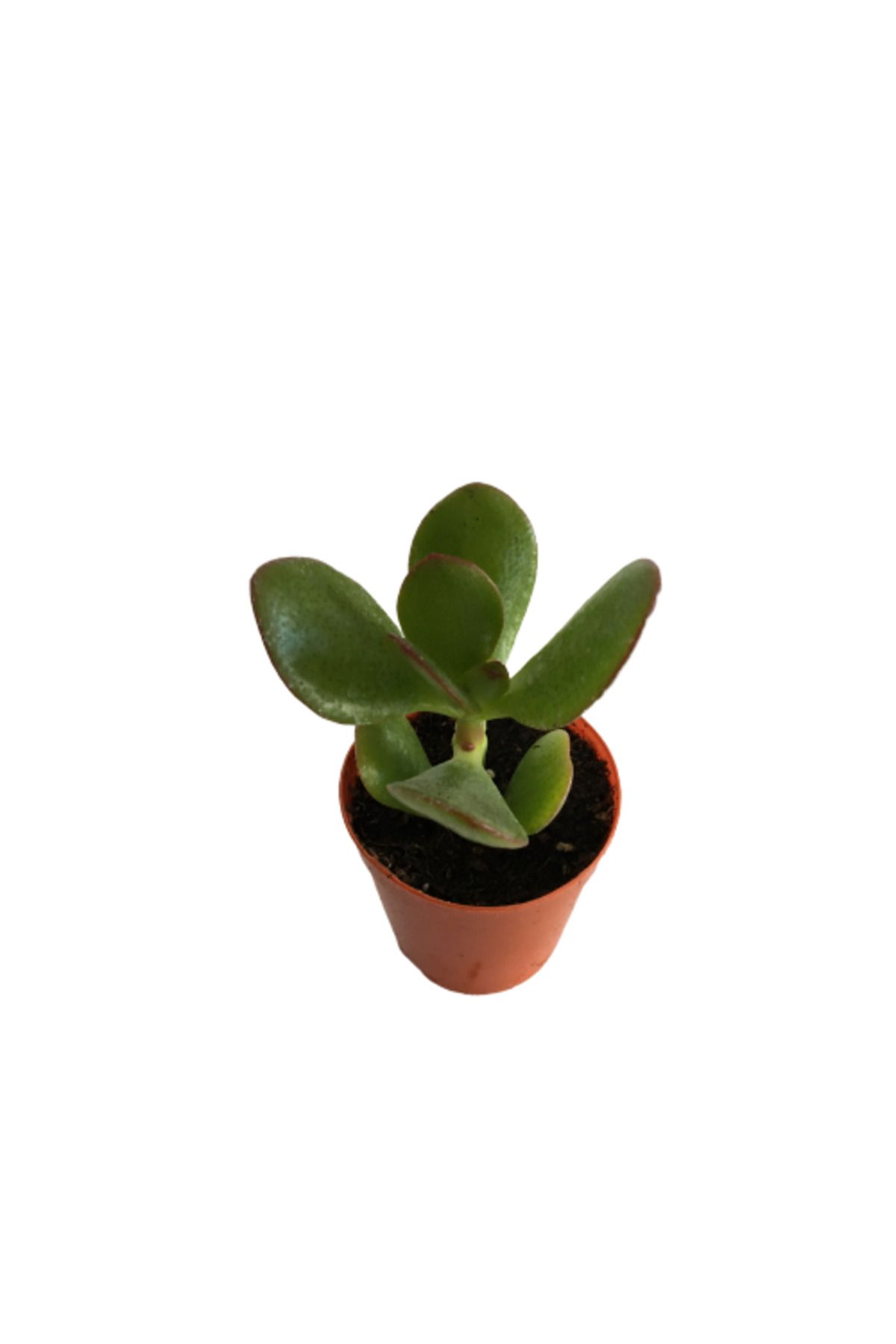 önder botanik CRASSULA OVATA SUNSET - PARA AĞACI - MİNİ BOY (5,5 luk)