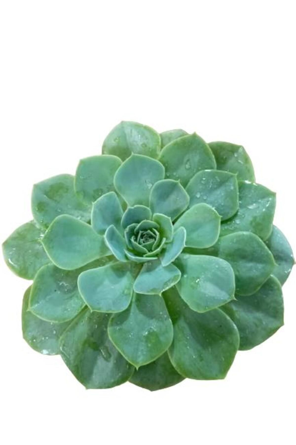 önder botanik Büyük Boy Echeveria Pulidonis Sukulent