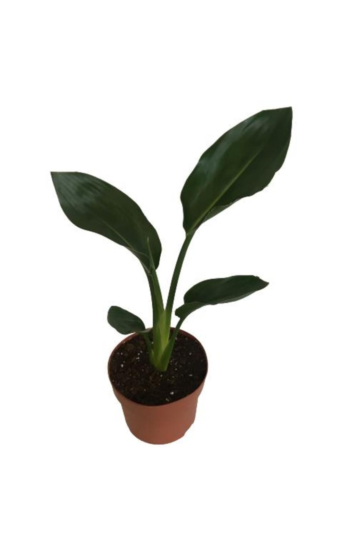 önder botanik Strelitzia reginae - Starliçya Cennet Kuşu - Ev ve Ofis Bitkisi